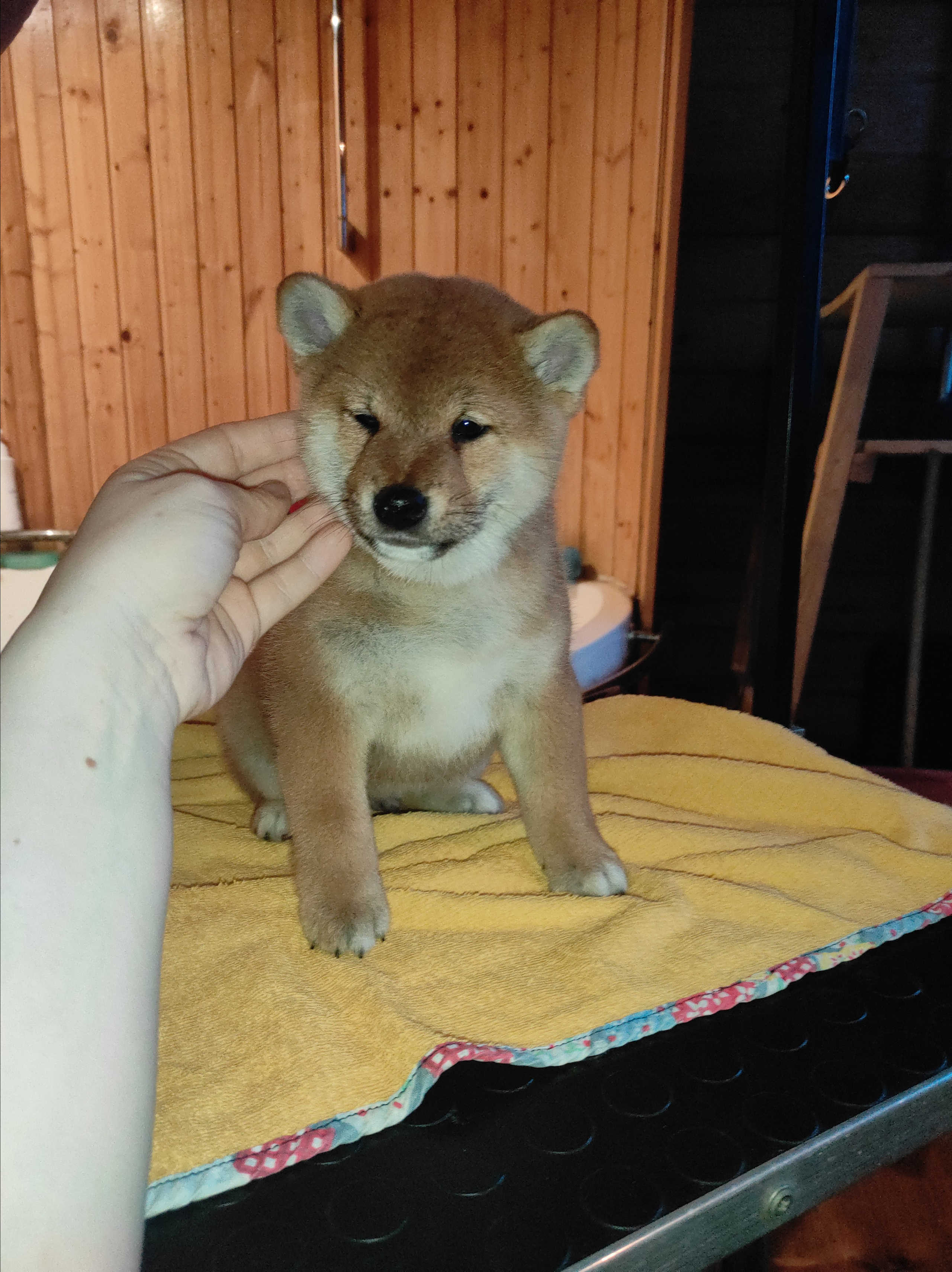 Rubylight Chester сиба питомник Рубилайт 