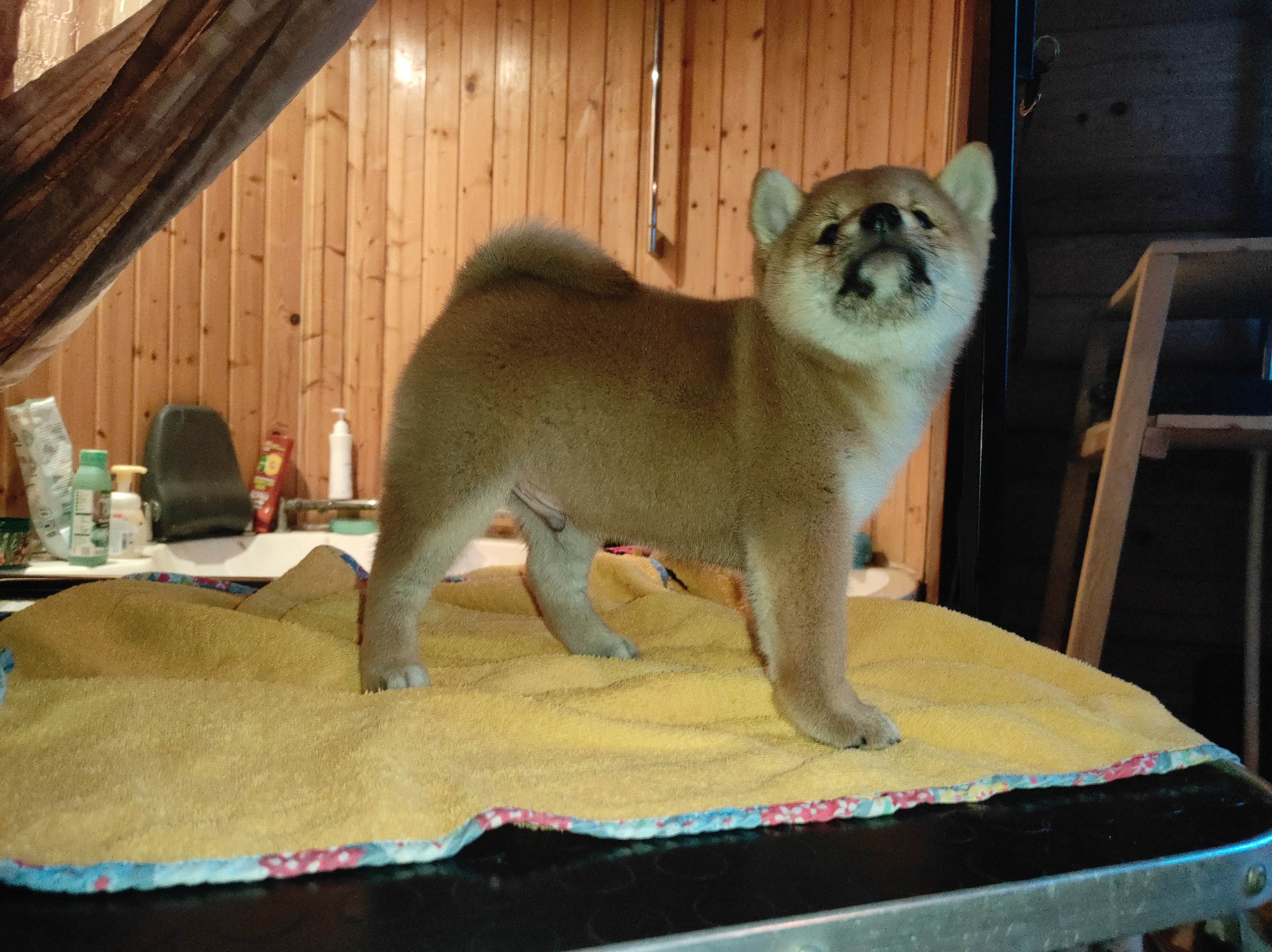 Rubylight Chester сиба питомник Рубилайт 