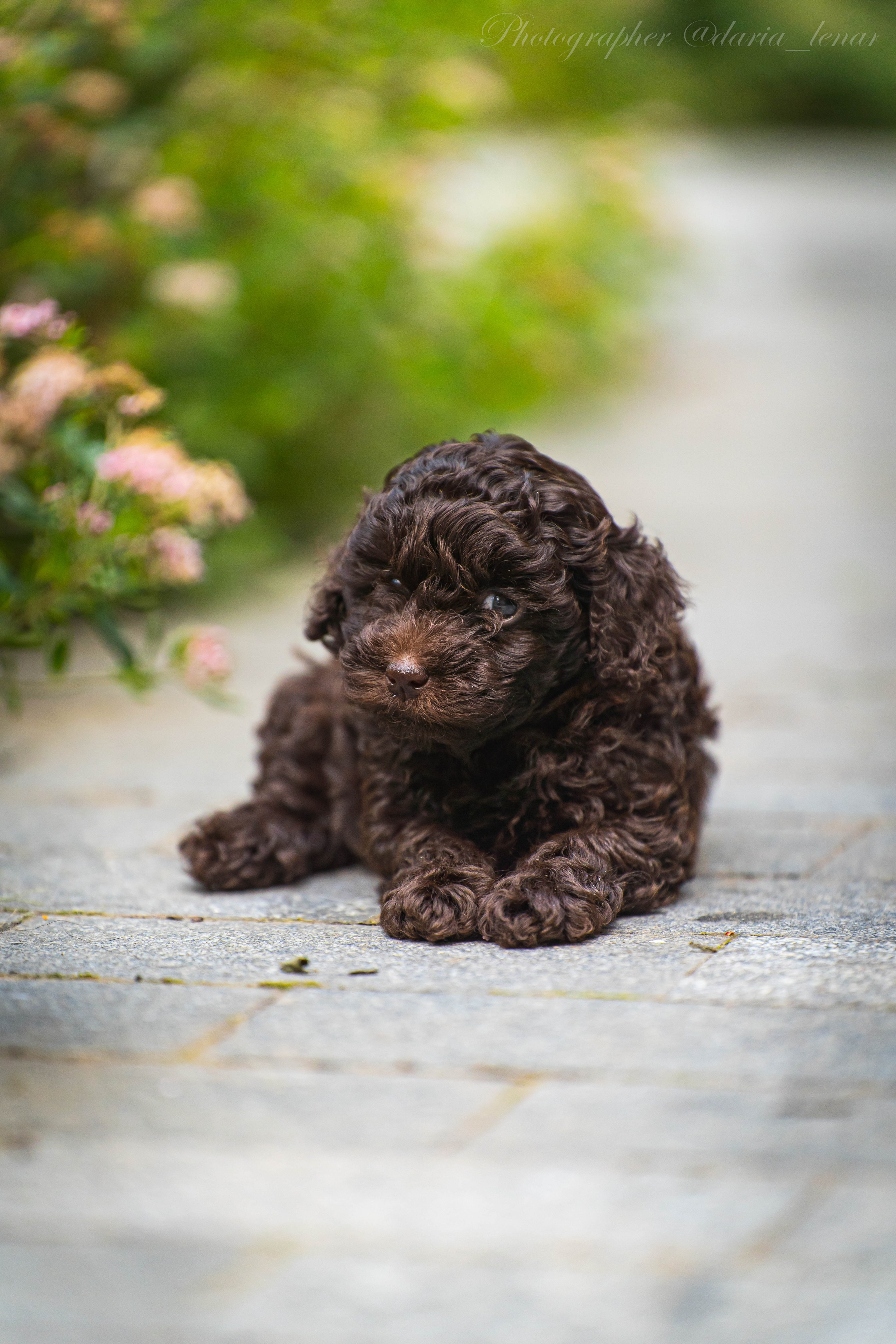 Питомник мини-пуделей. Фотограф в Москве Ленарская Дарья