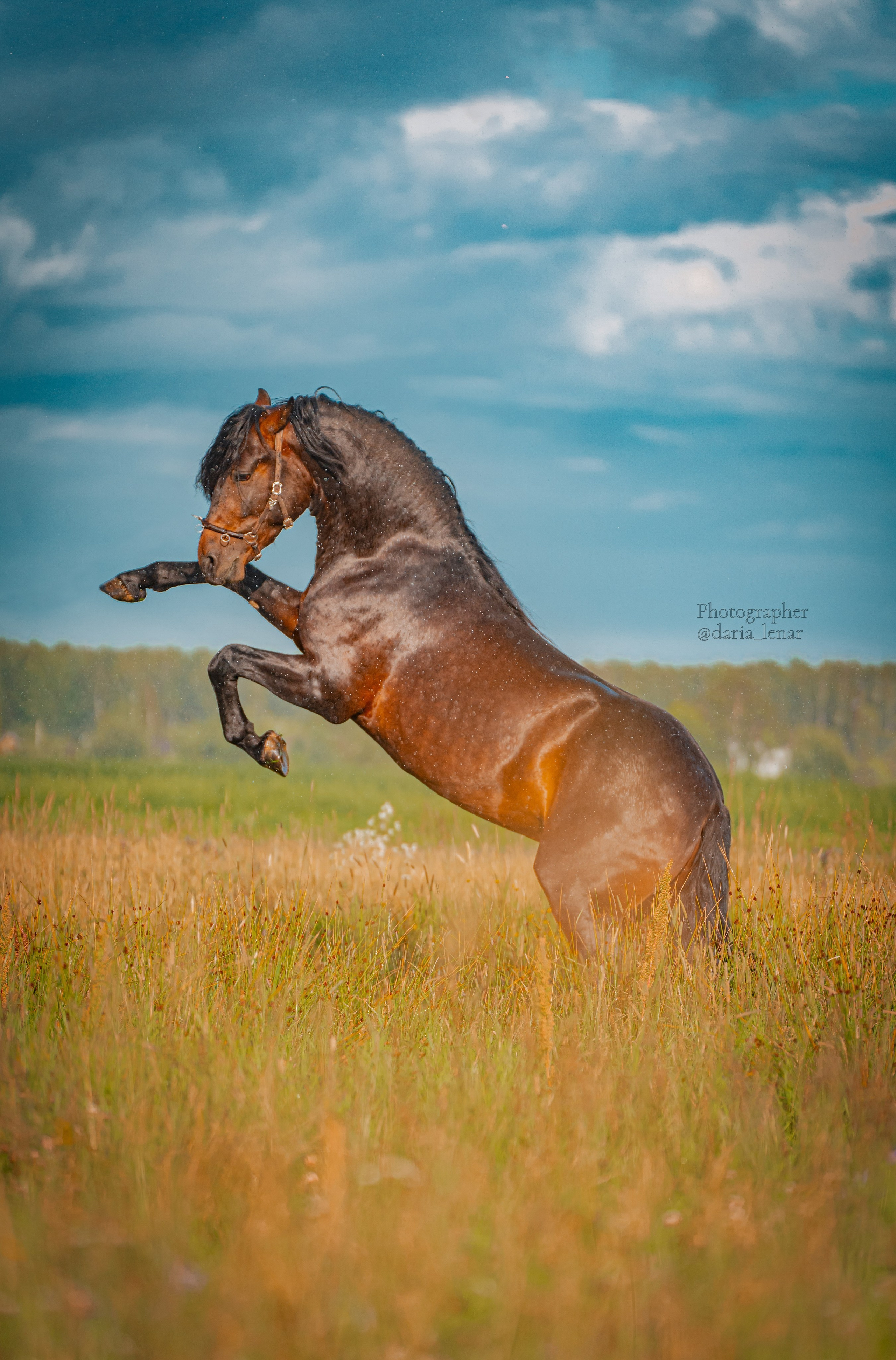 Экстерьер и спорт. Фотограф в Москве Ленарская Дарья