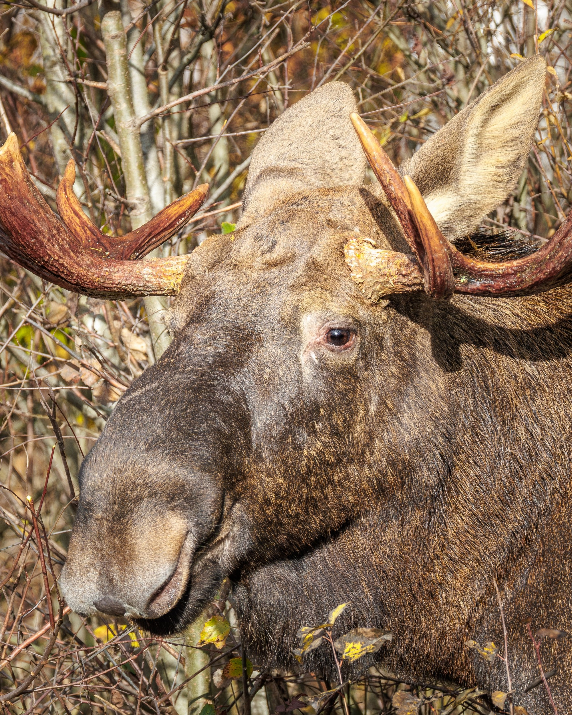 Грациозный лось на фоне дикой природы.