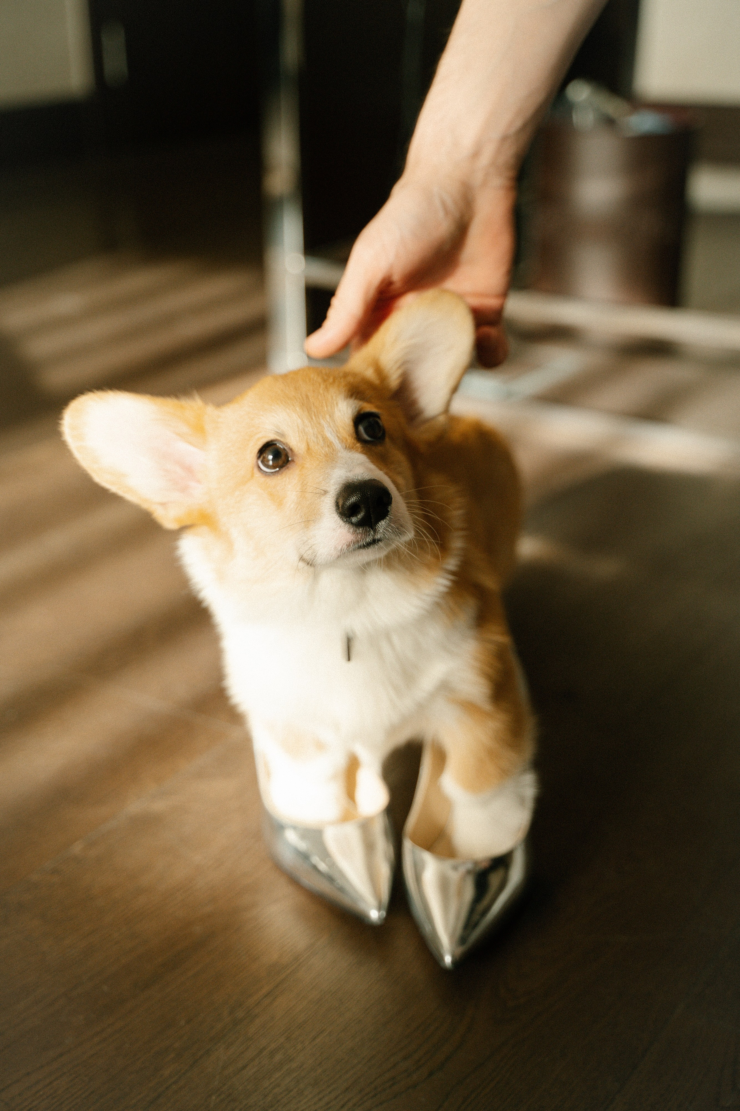 Вегас. Главная