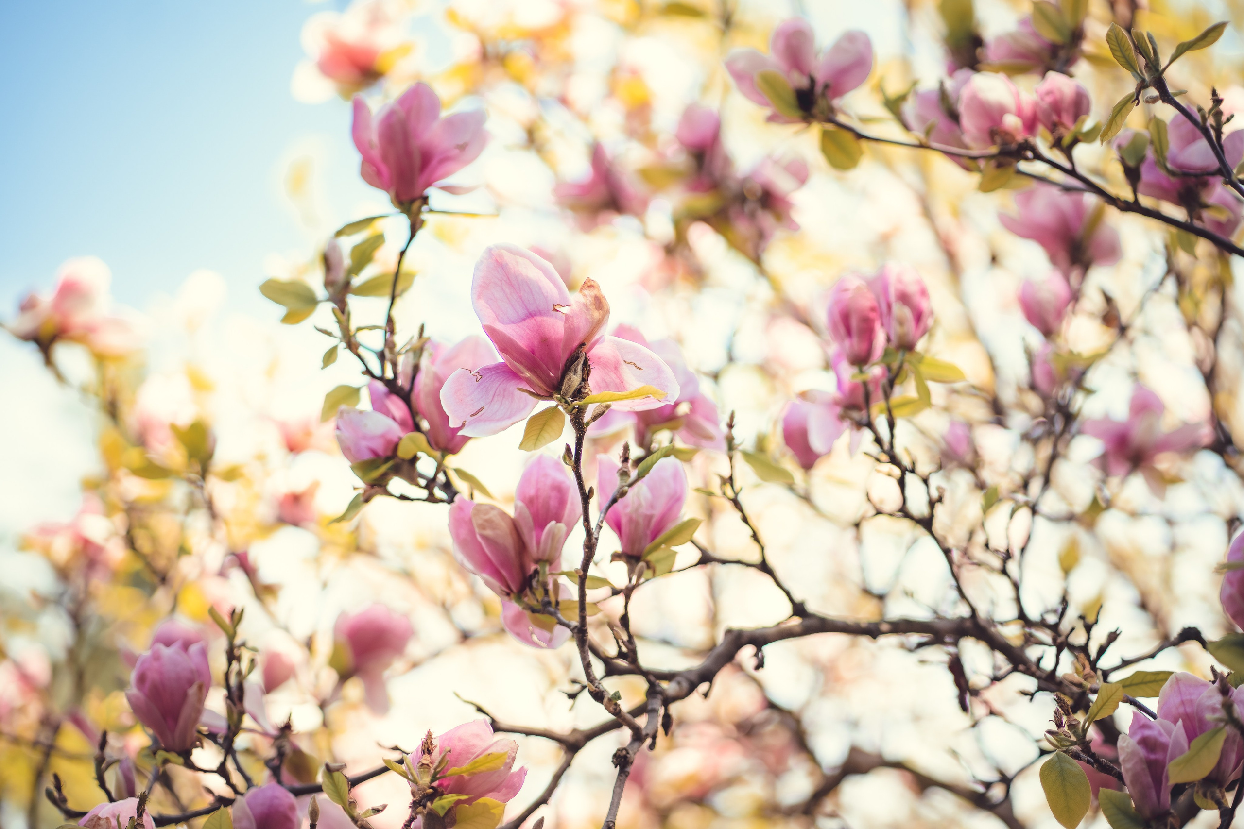 Летние фотосессии. Фотограф и фотохудожник