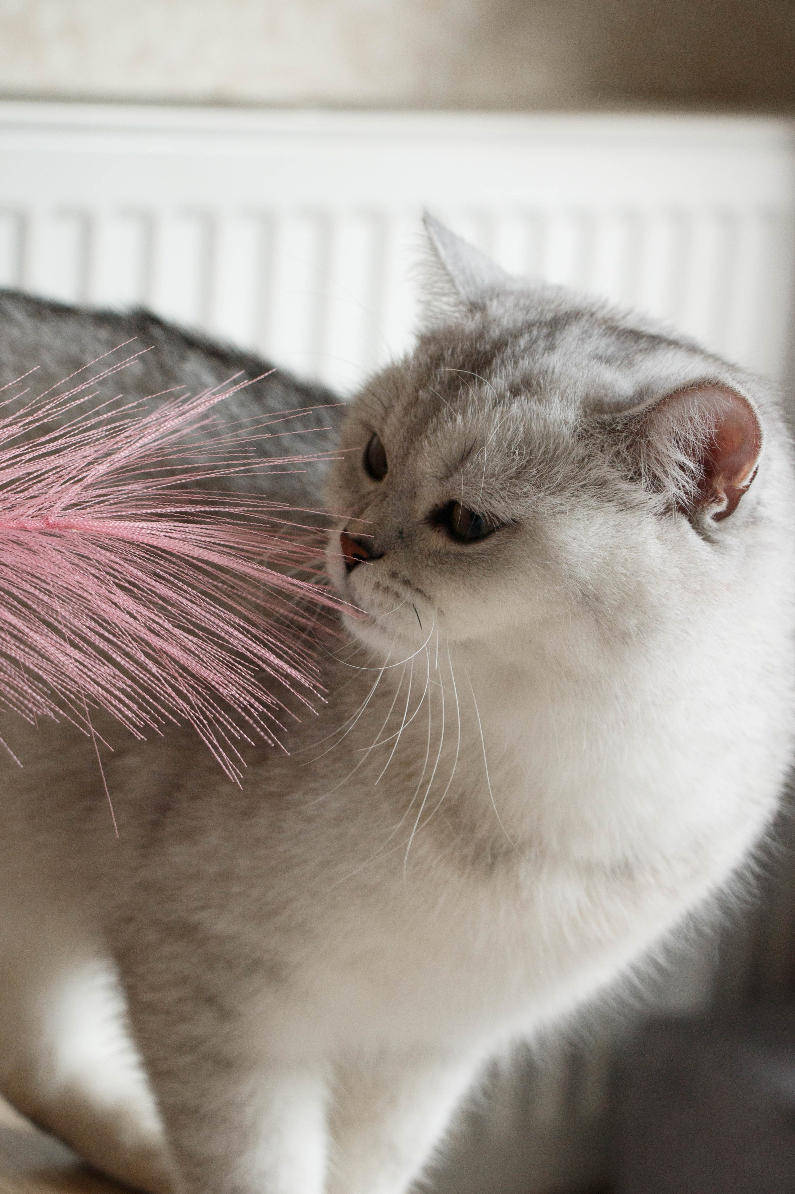 NASTYA & KITTI. Бережно сохраняю ваши чувства и истории на своих фотографиях