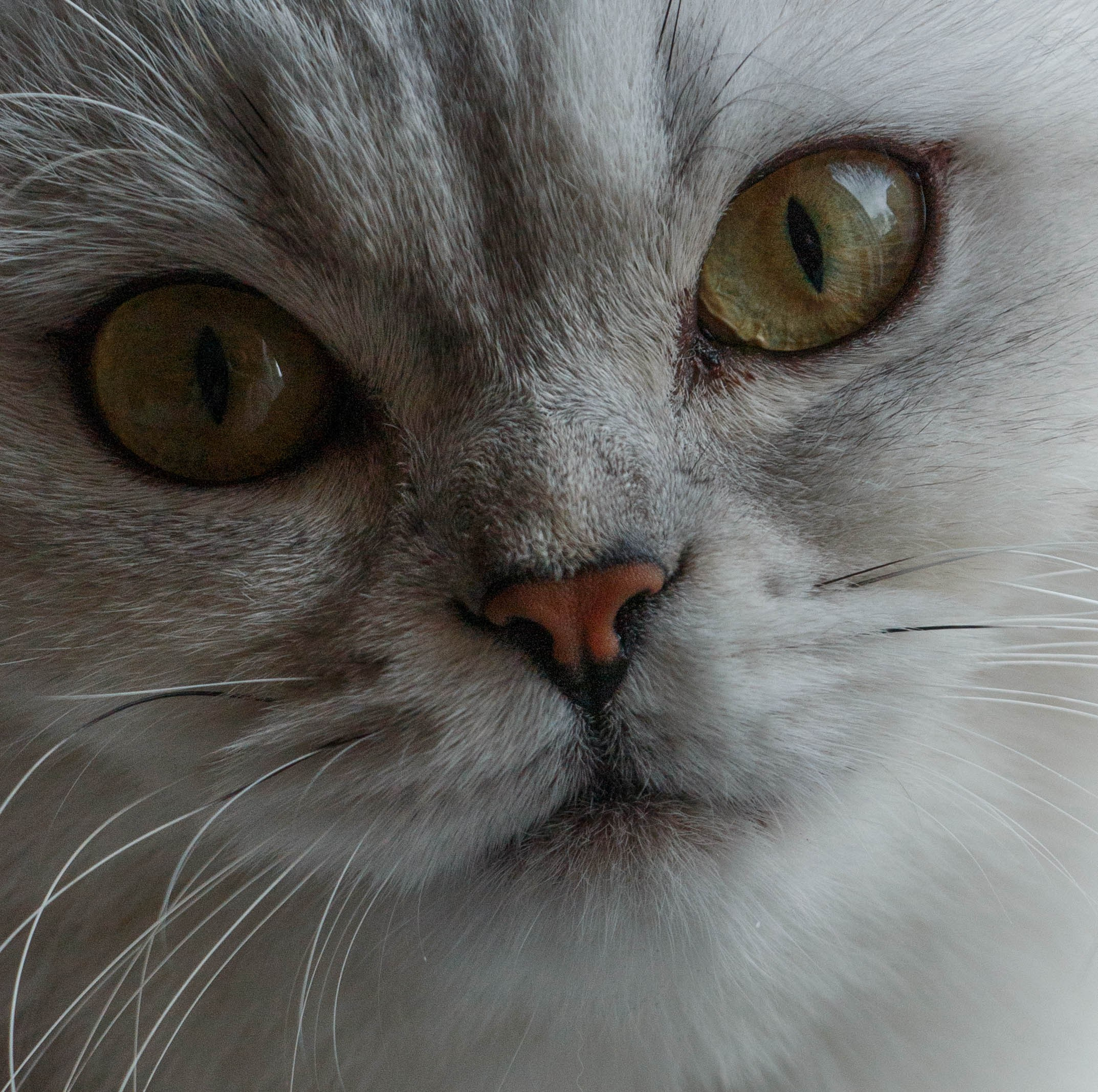 NASTYA & KITTI. Бережно сохраняю ваши чувства и истории на своих фотографиях