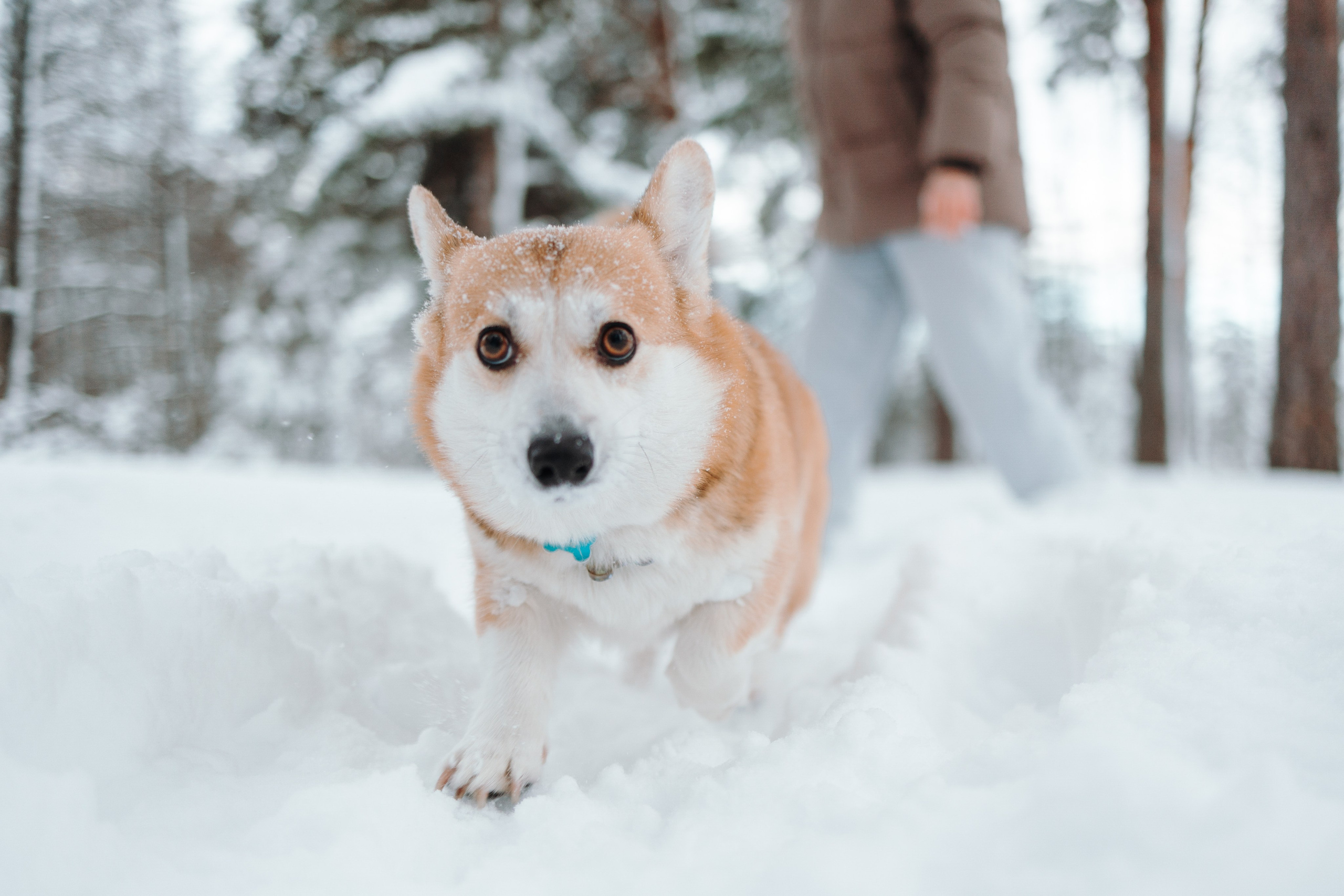 Оливка и ее семья. Фотограф — Анималист | Санкт-Петербург