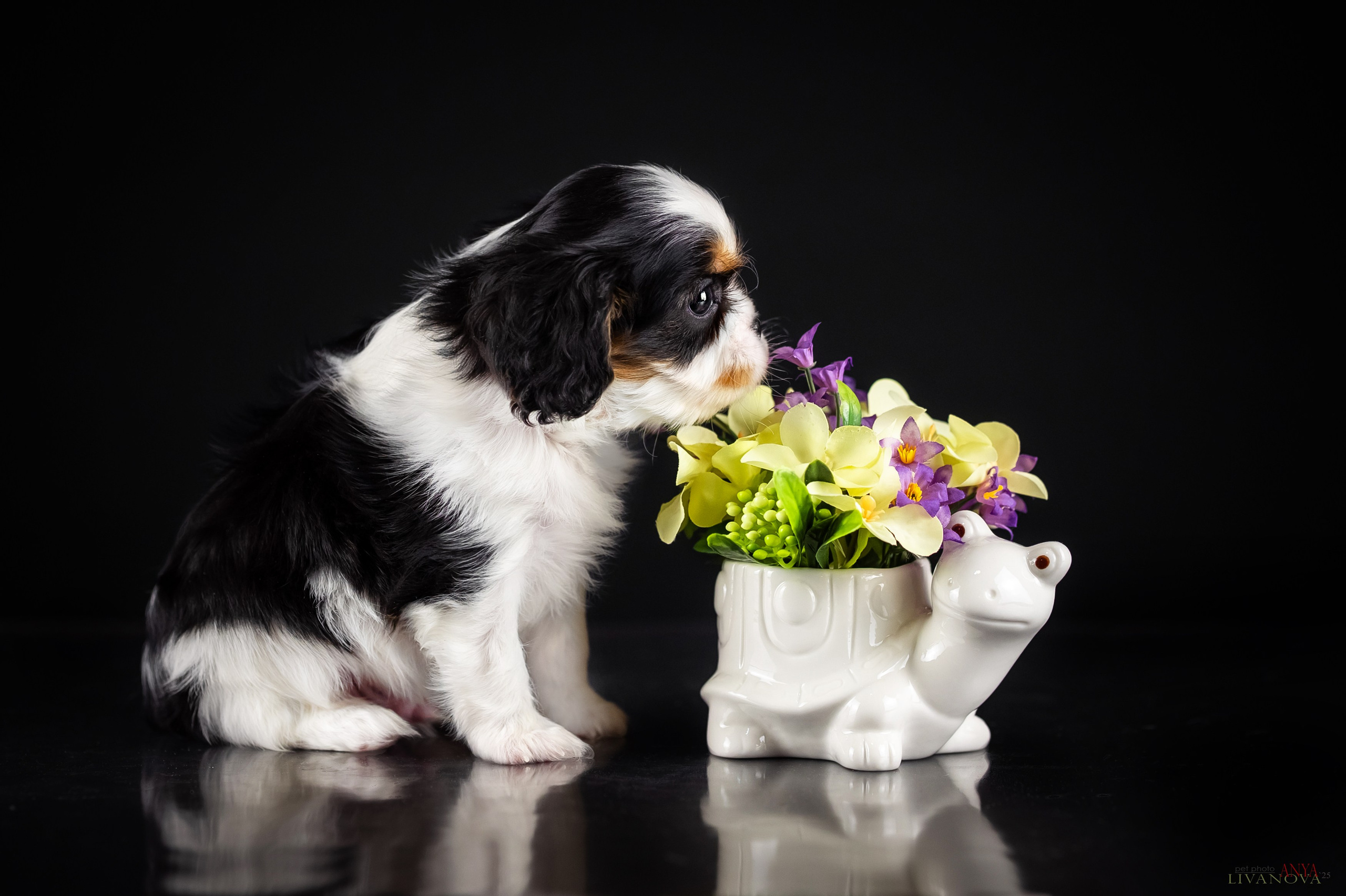 Кавалерчики. Фотограф анималист Аня Ливанова | Рыбинск