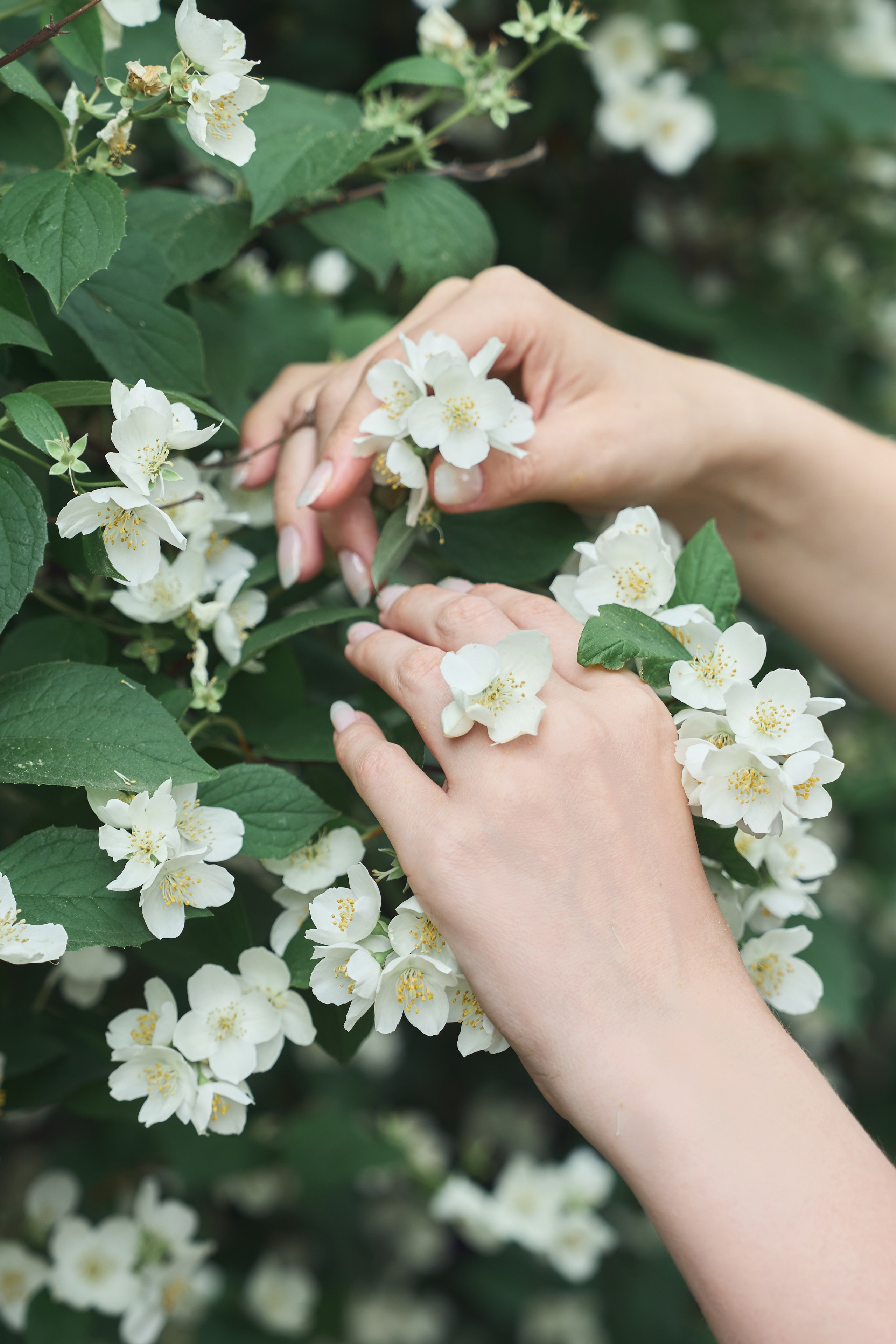 Прекрасная Настя в жасмине. Фотограф Светлана Боровикова в Домодедове