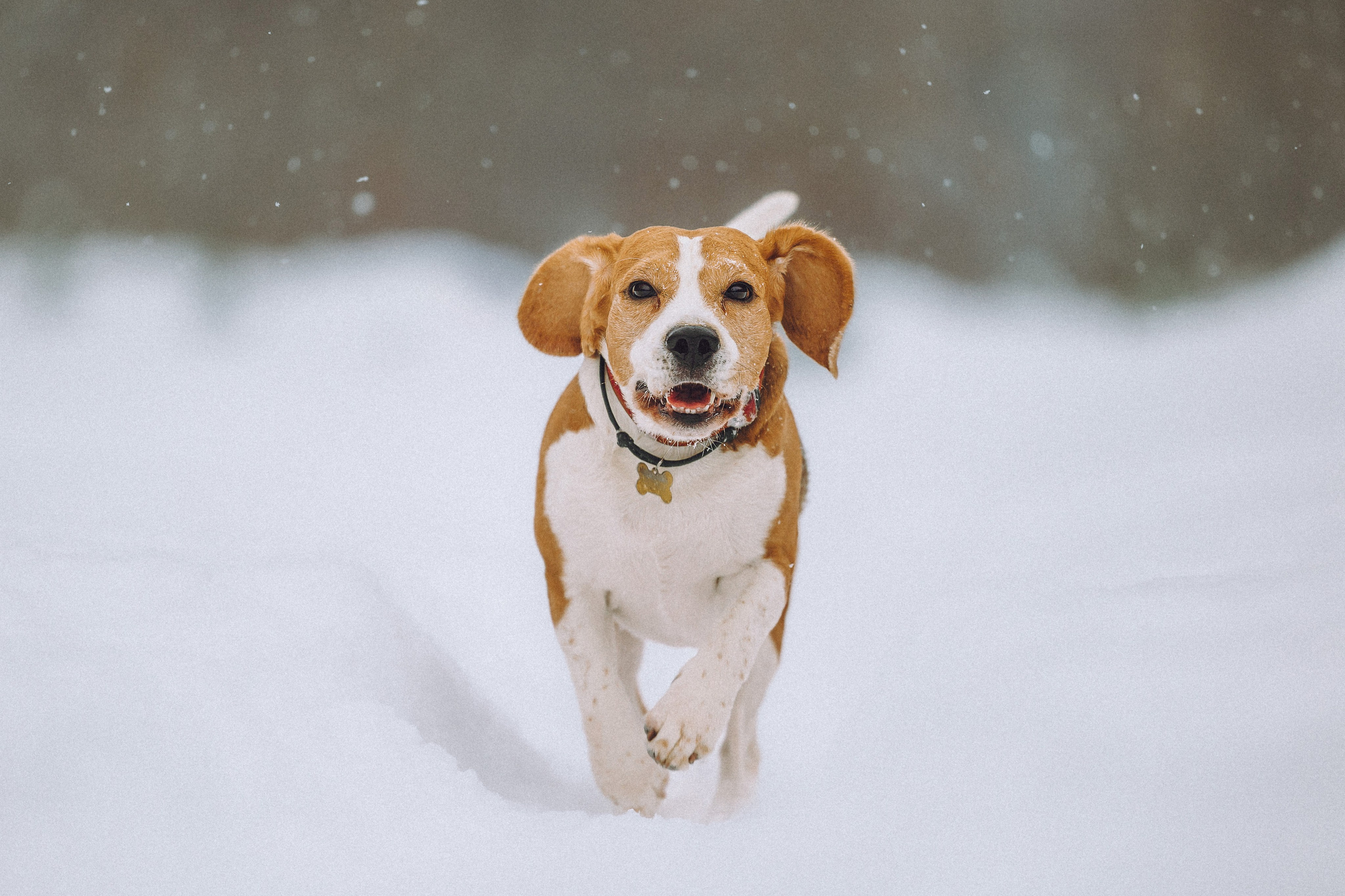 Роман, Портер и Коррес