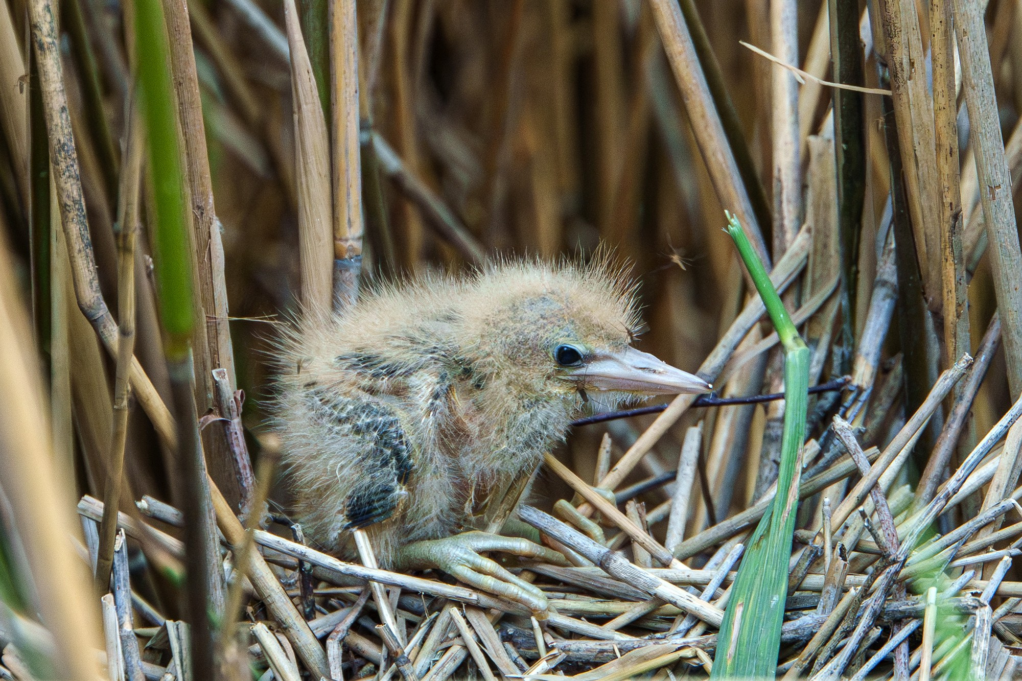 Удивительные мир птиц. Вокруг нас столько прекрасного — присмотритесь!. Ваш личный фотограф Марина Волкова