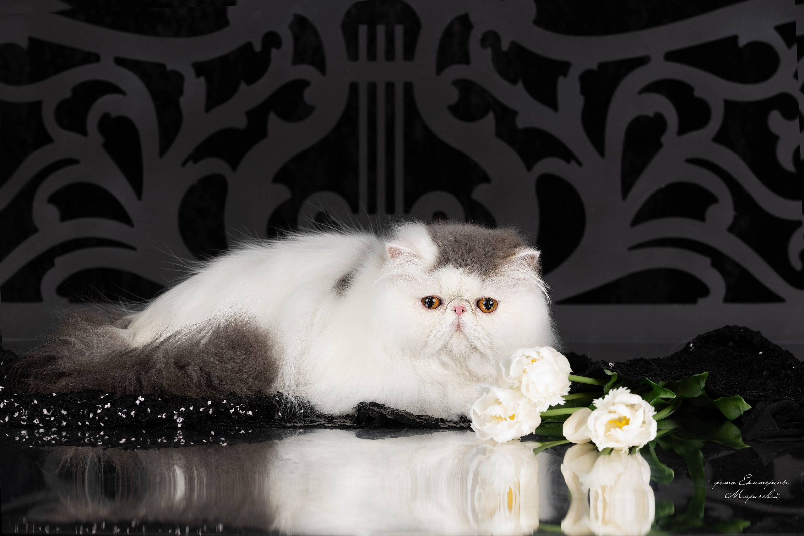 Стендовая съёмка на выставках кошек. Фотограф-анималист в Омске Екатерина Маричева