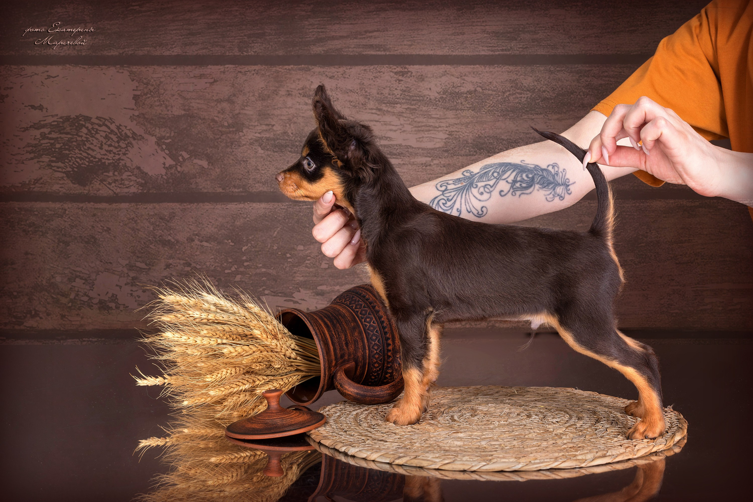 Коричневые фоны. Фотограф-анималист в Омске Екатерина Маричева