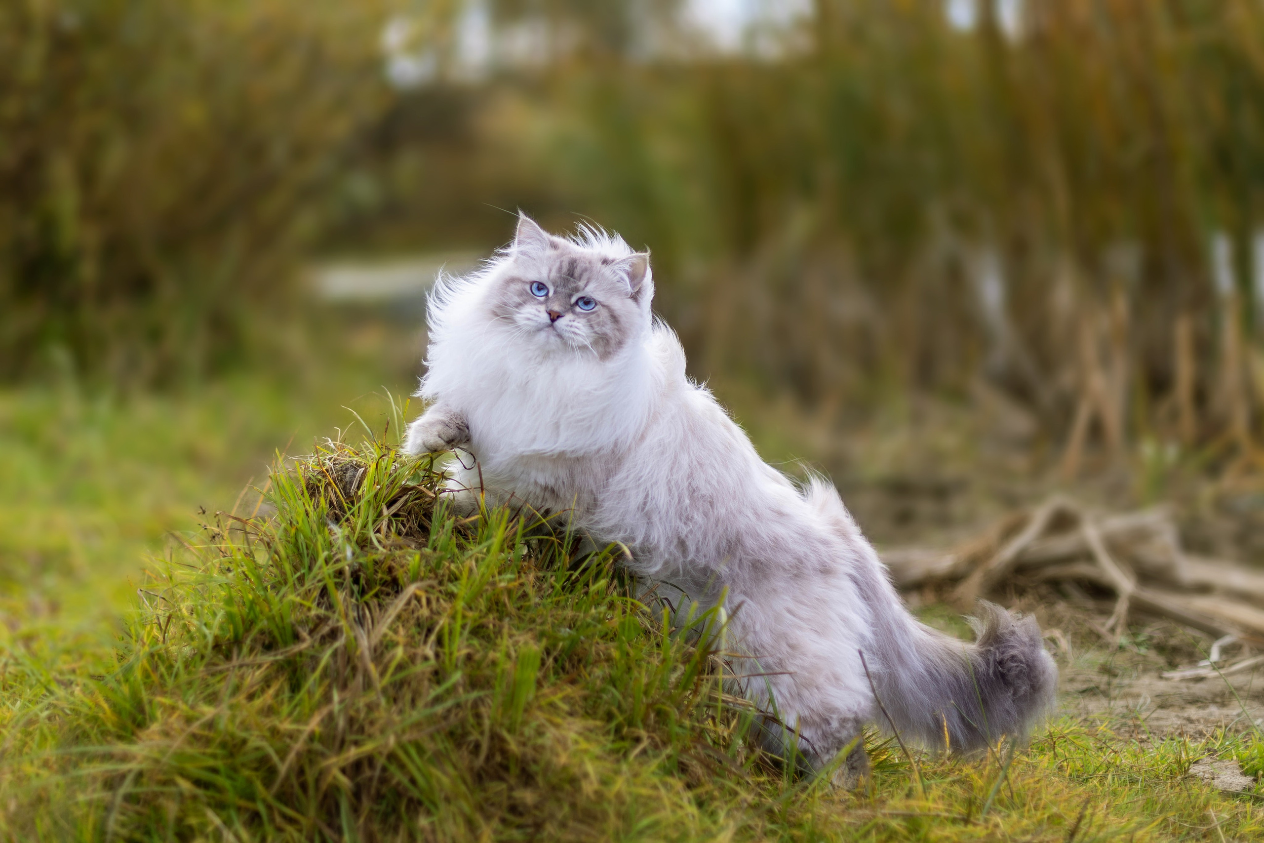 Выездная съёмка с естественным светом. Фотограф-анималист в Омске Екатерина Маричева