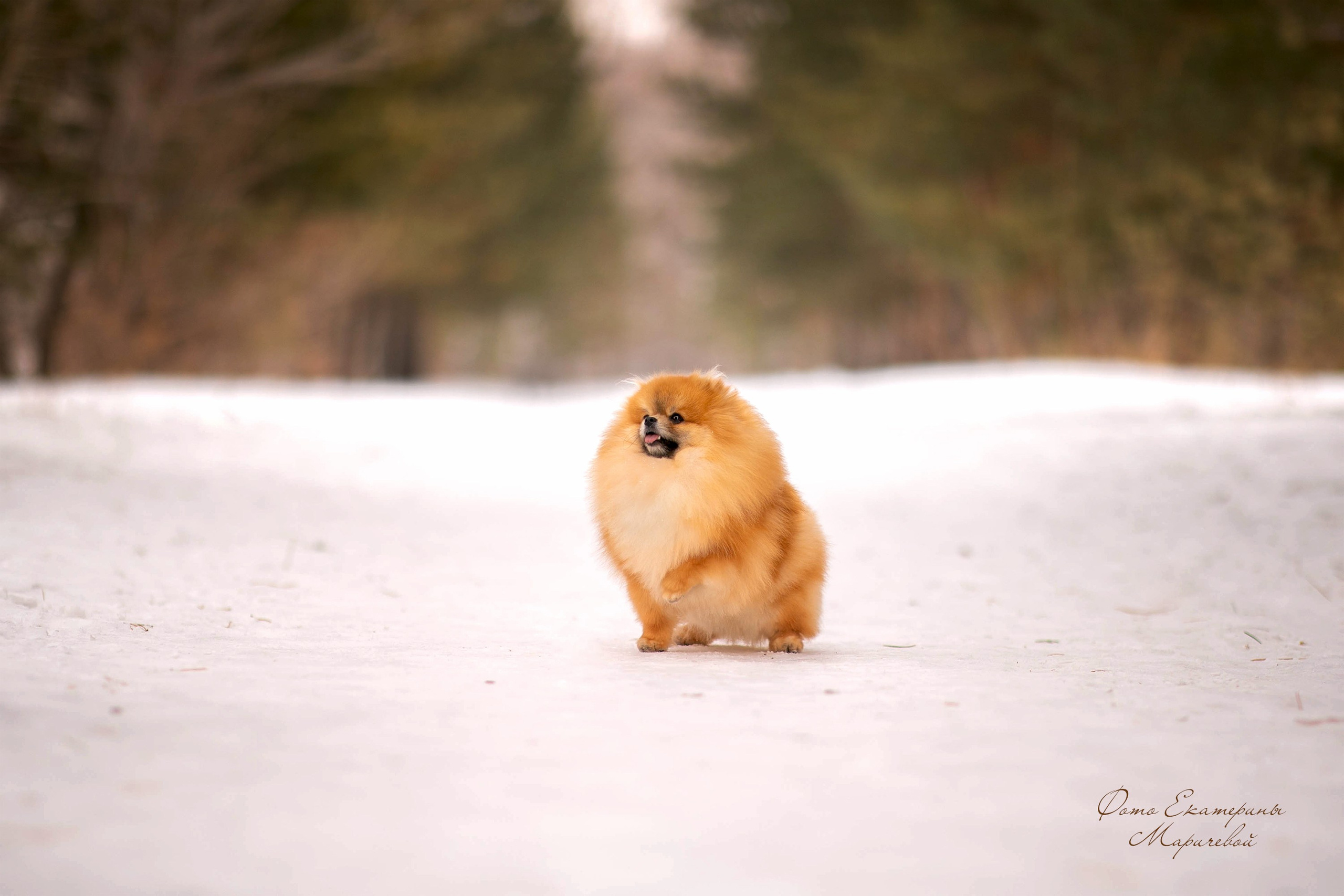 Выездная съёмка с естественным светом. Фотограф-анималист в Омске Екатерина Маричева