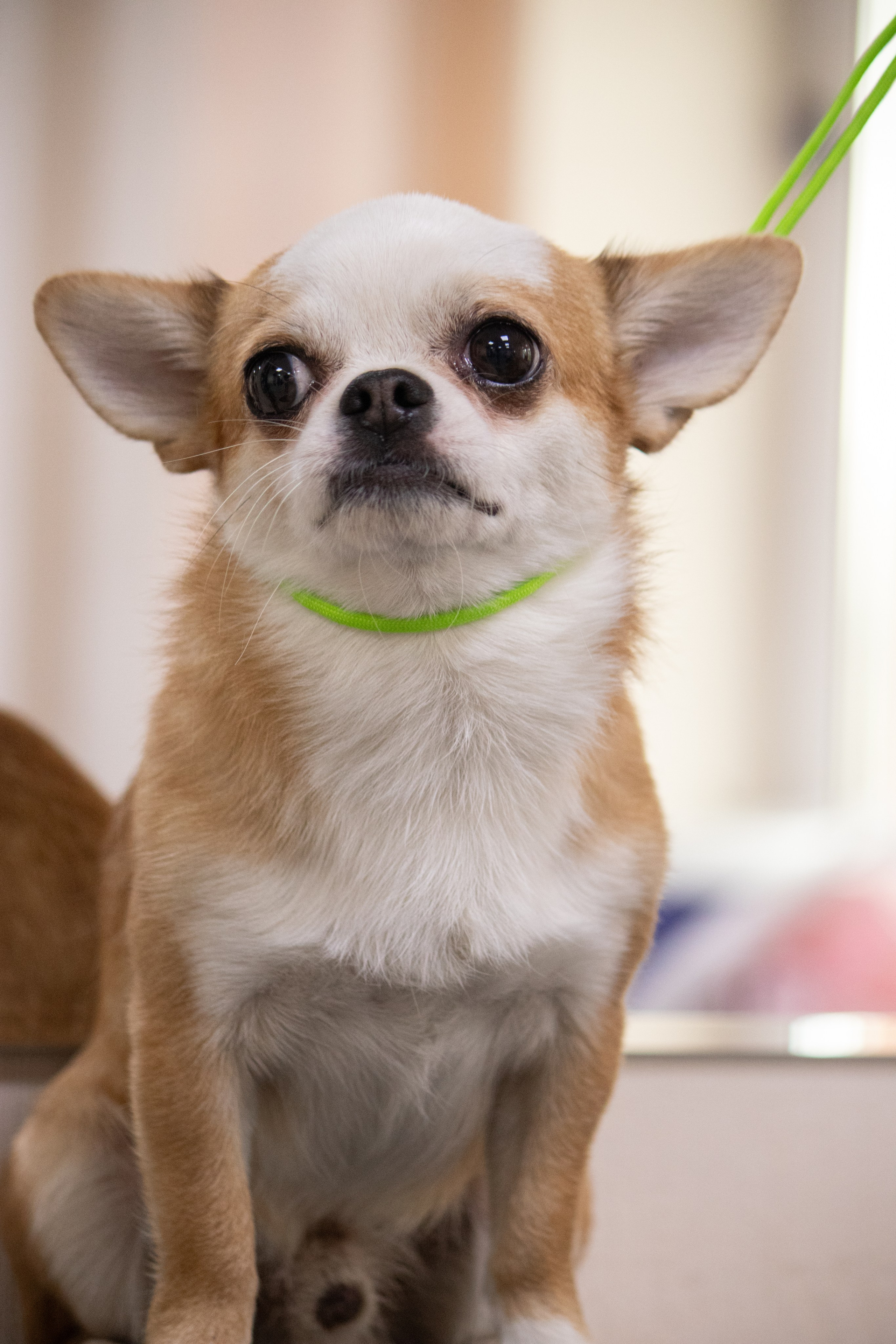 MOS`KA groom | Стрижки кошек и собак | НН. Фотограф в Нижнем Новгороде Екатерина Хисматулина