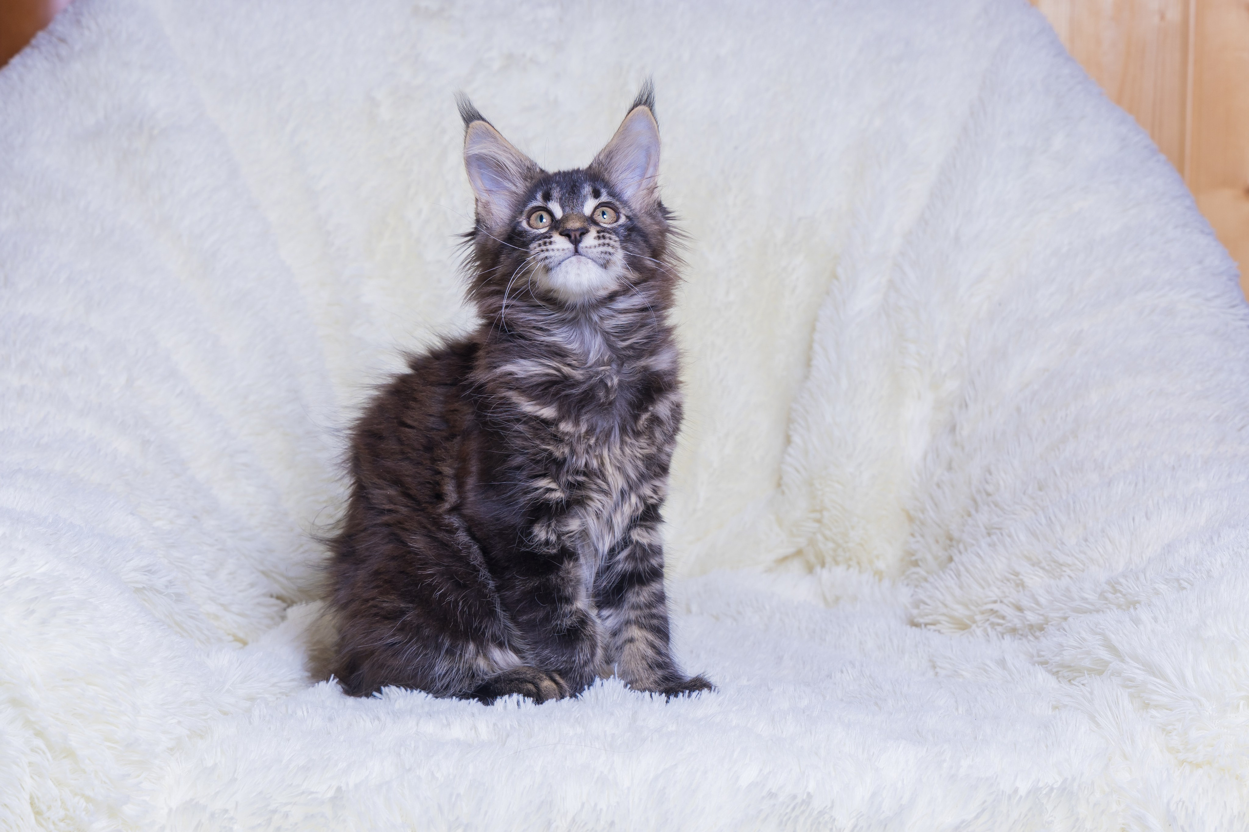 Котики. Photomantis