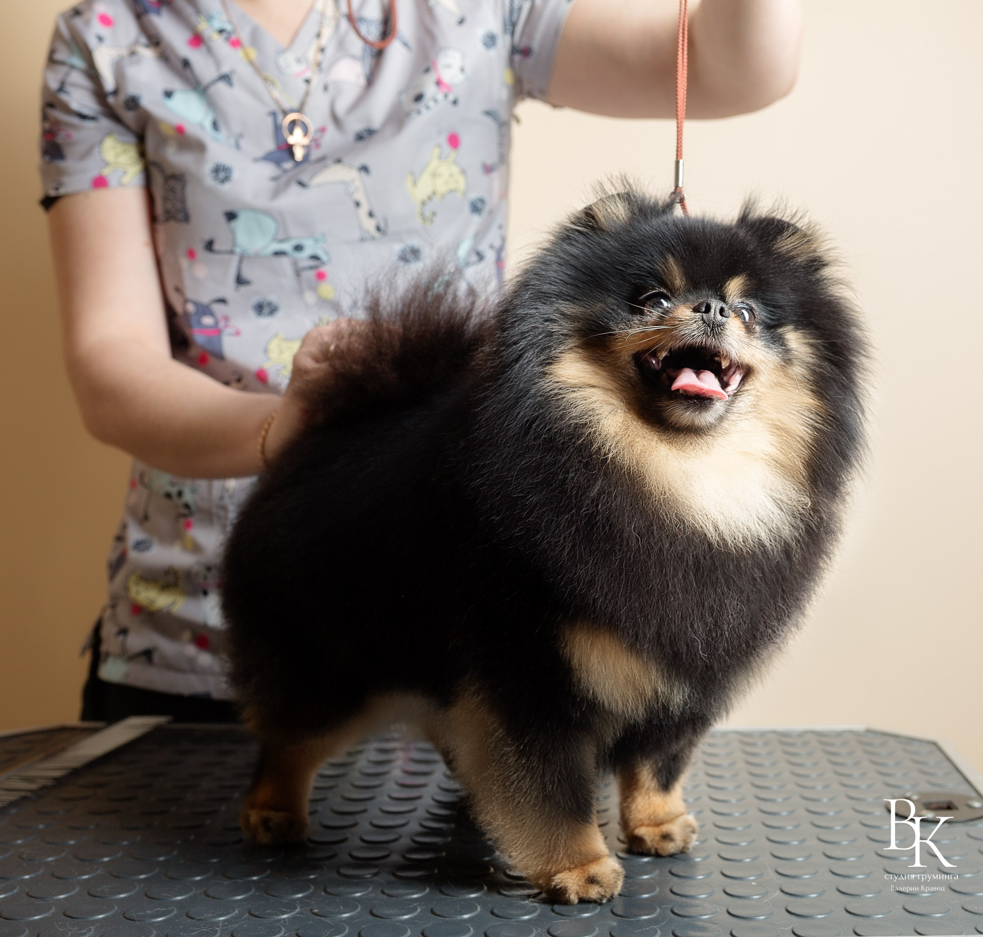 Портфолио. Студия груминга Валерии Кравец