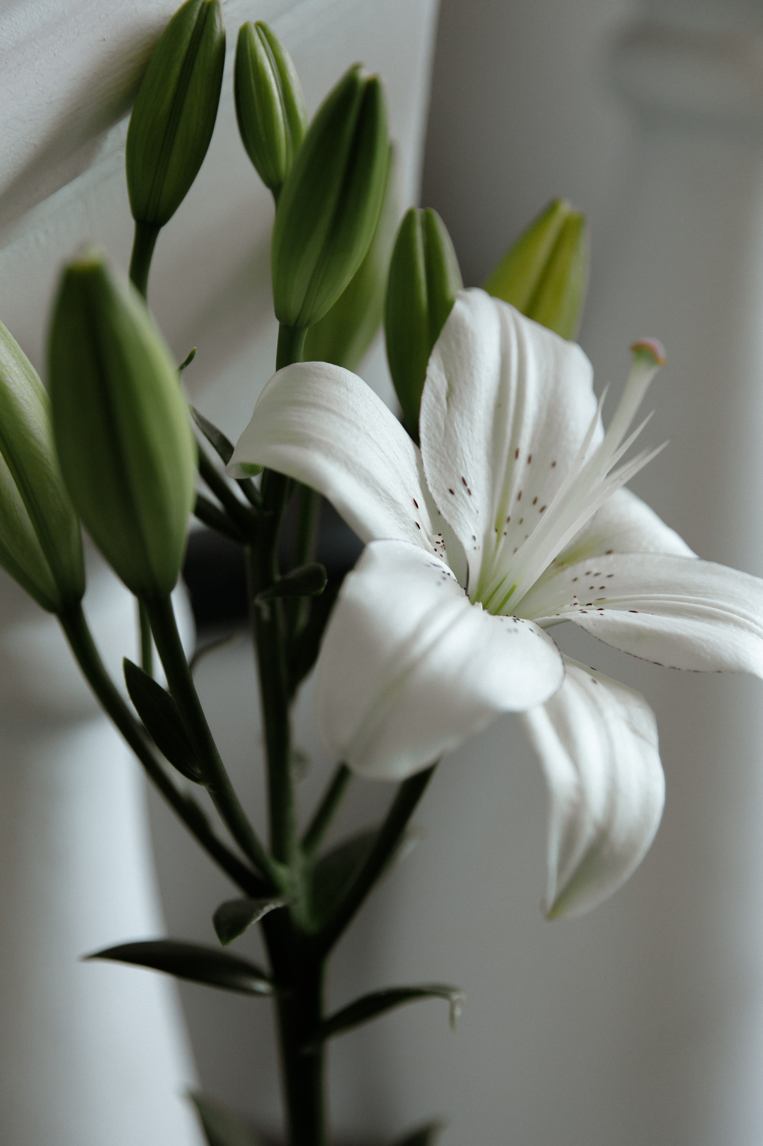 Wedding S&P. Свадебный фотограф Краснодар Юлия Ткаченко