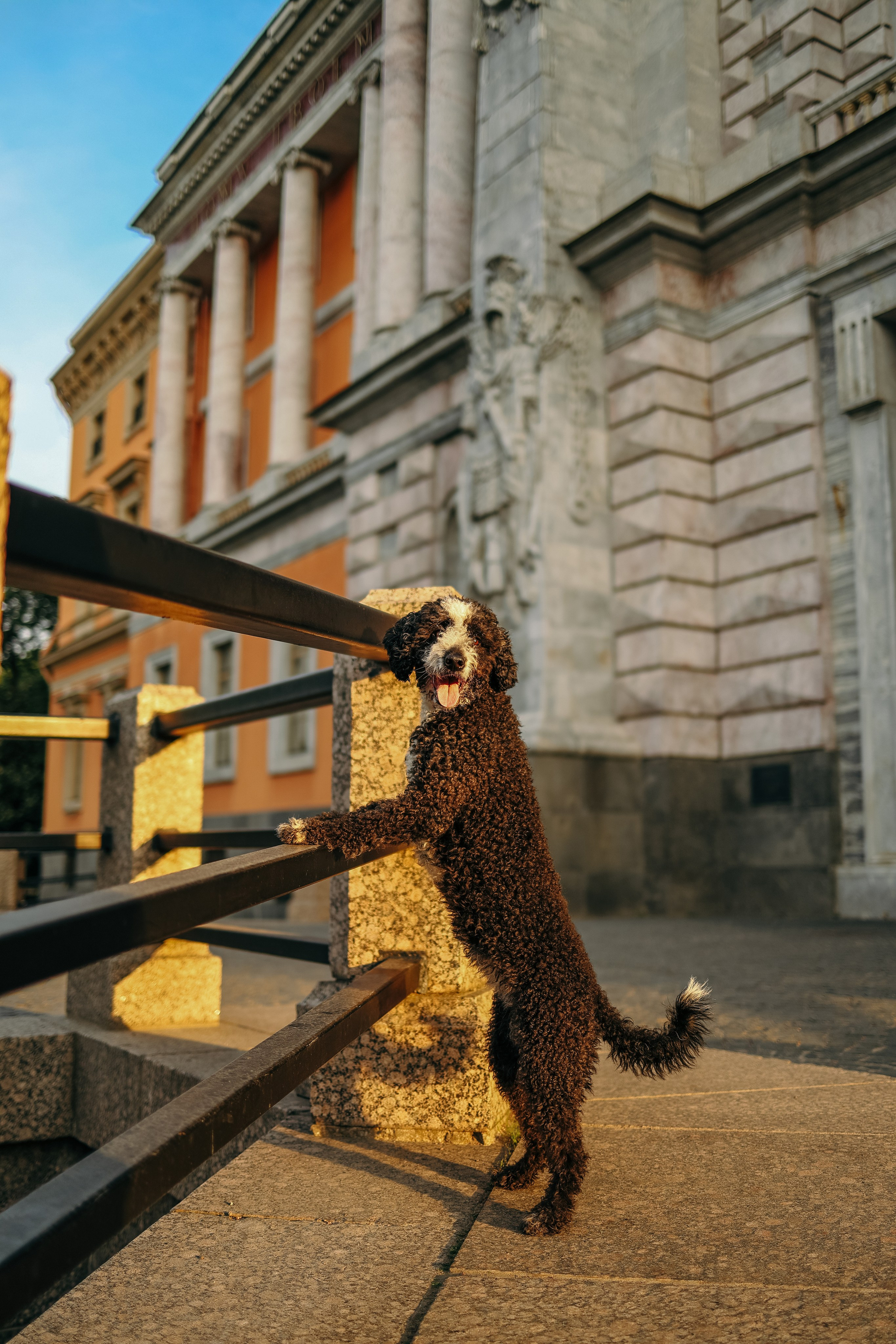 В городе. Фотограф- анималист Санкт-Петербург