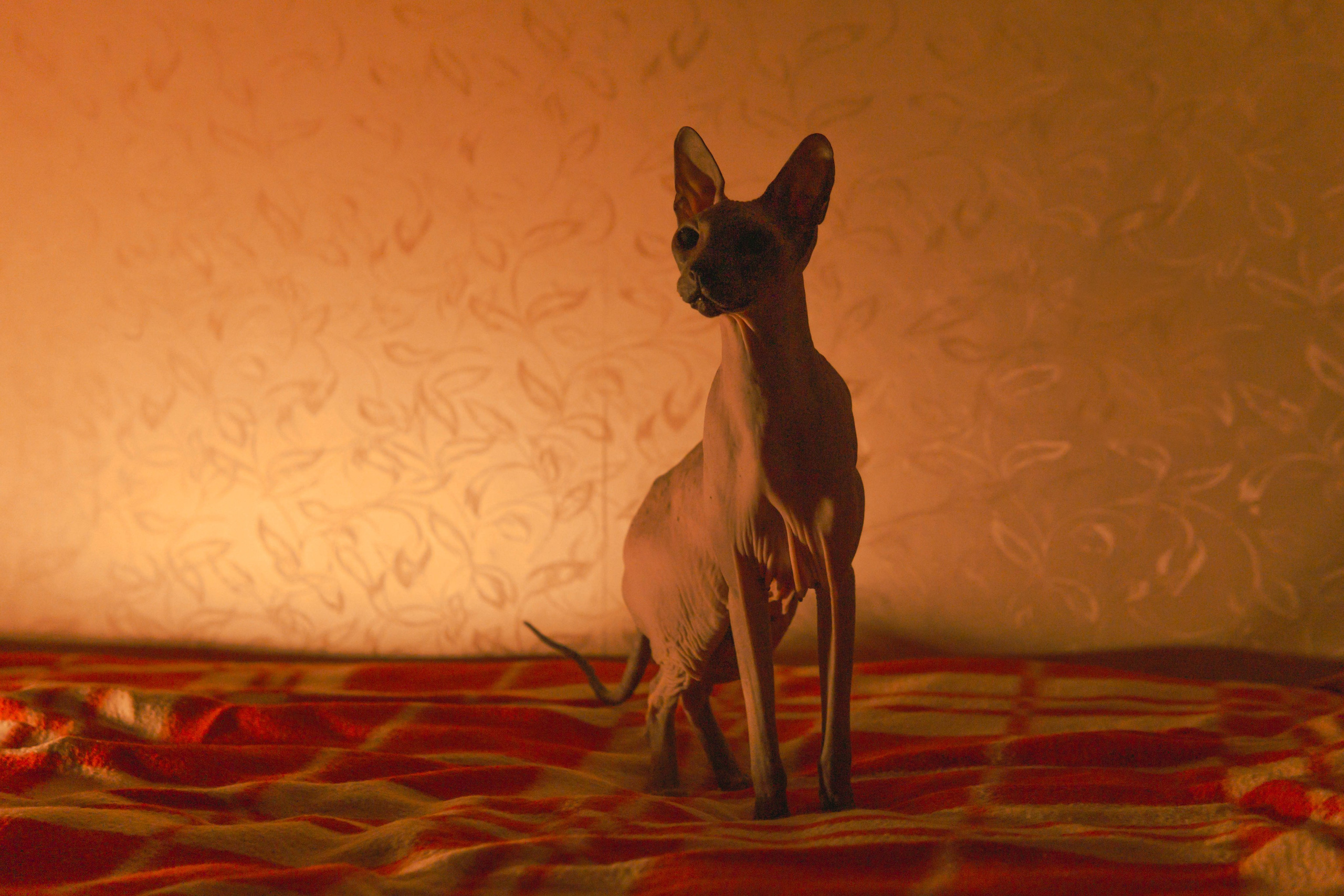 Бандит. Фотограф-анималист Ксения Воробьева, Москва