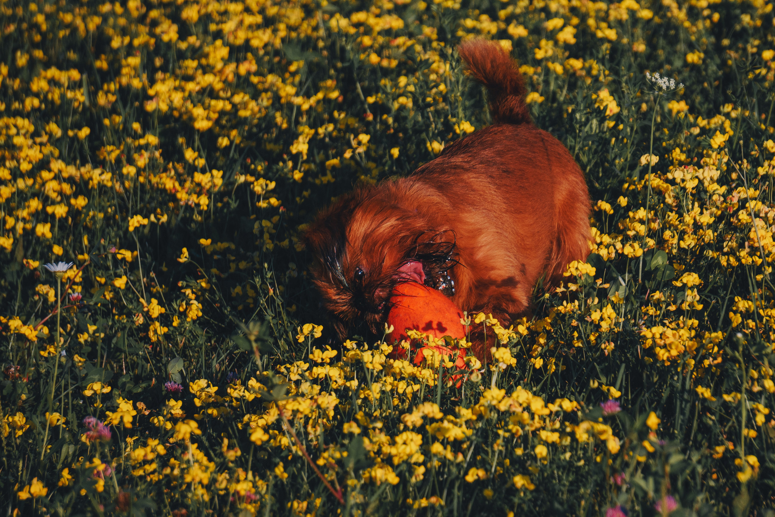 Катя и Яшма. Фотограф-анималист Ксения Воробьева, Москва