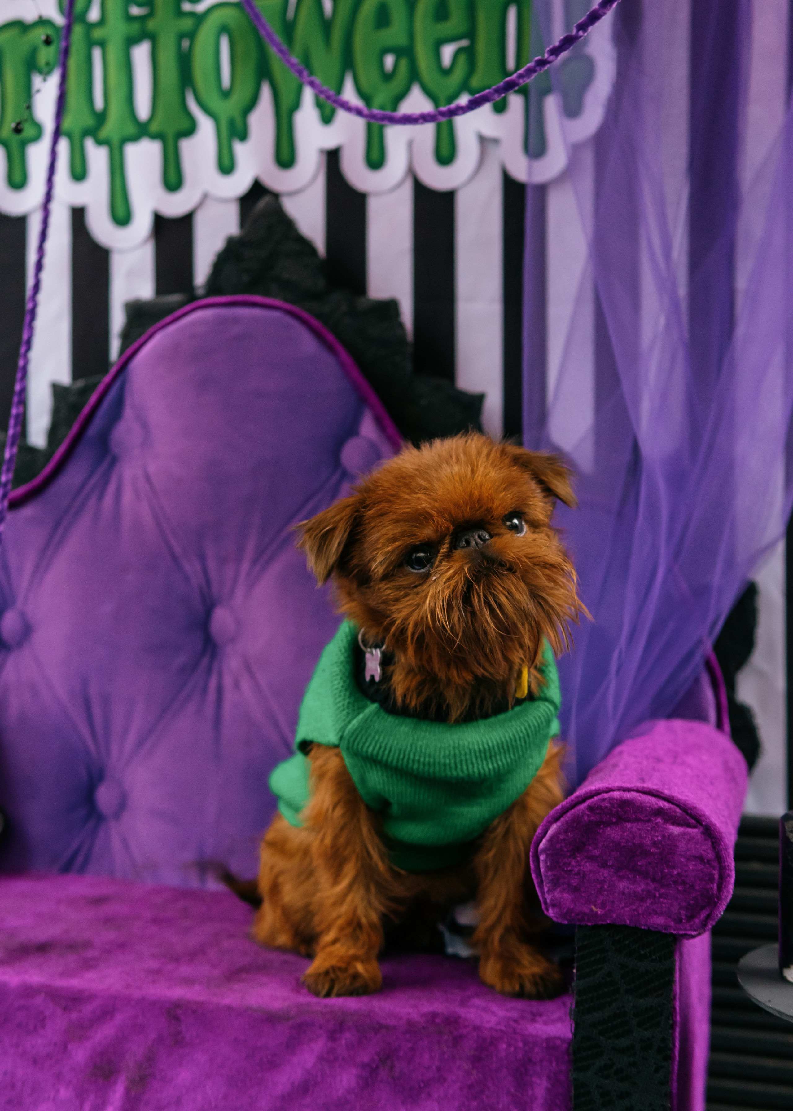 Тематическая встреча породников «Griffween». Фотограф-анималист Ксения Воробьева, Москва