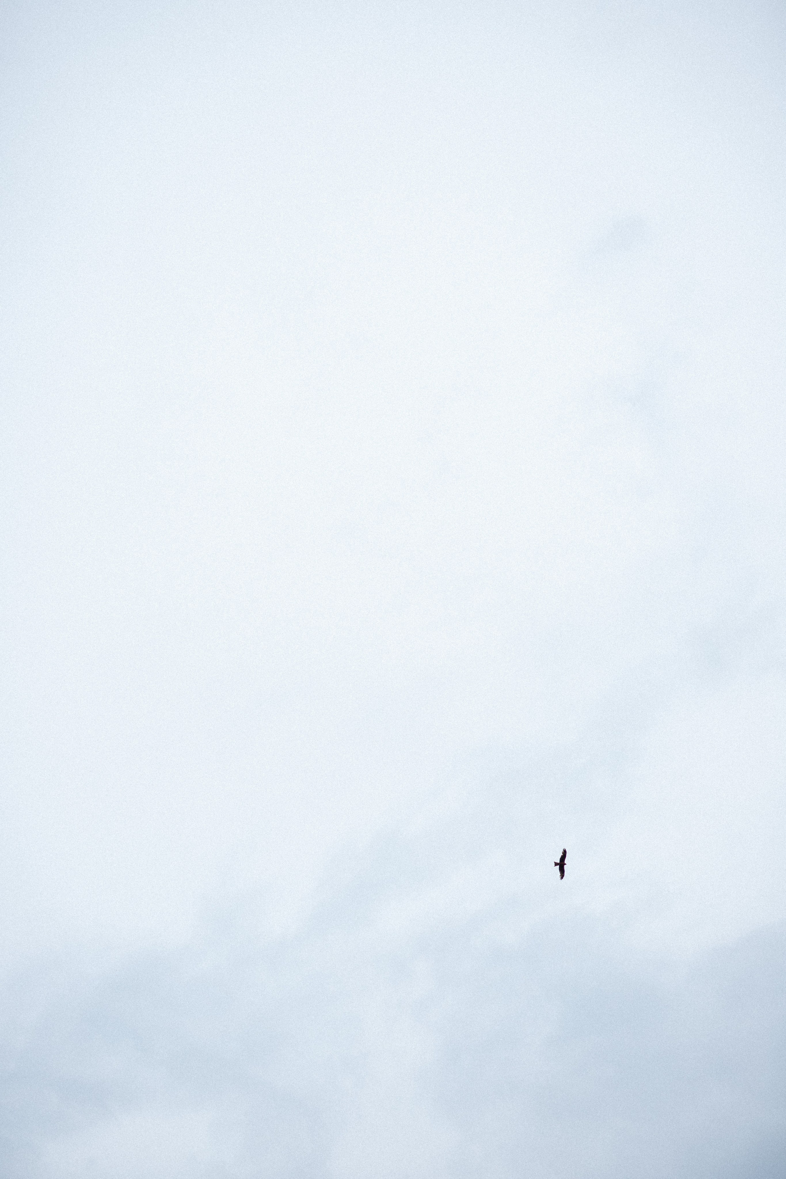 Лилия. Фотограф Анастасия Петрова