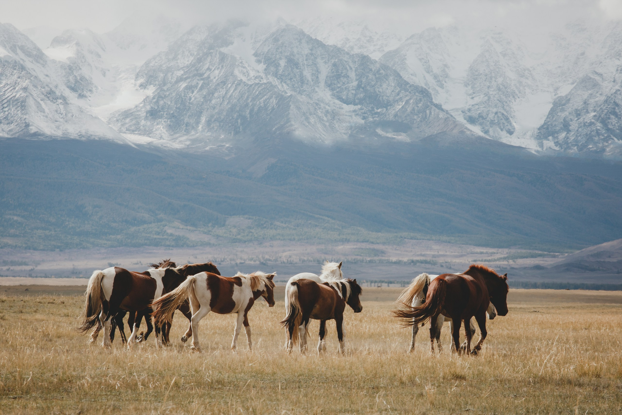 Алтай. Фотограф в Красноярске Нерозя Александр. Пейзаж, природа, портрет
