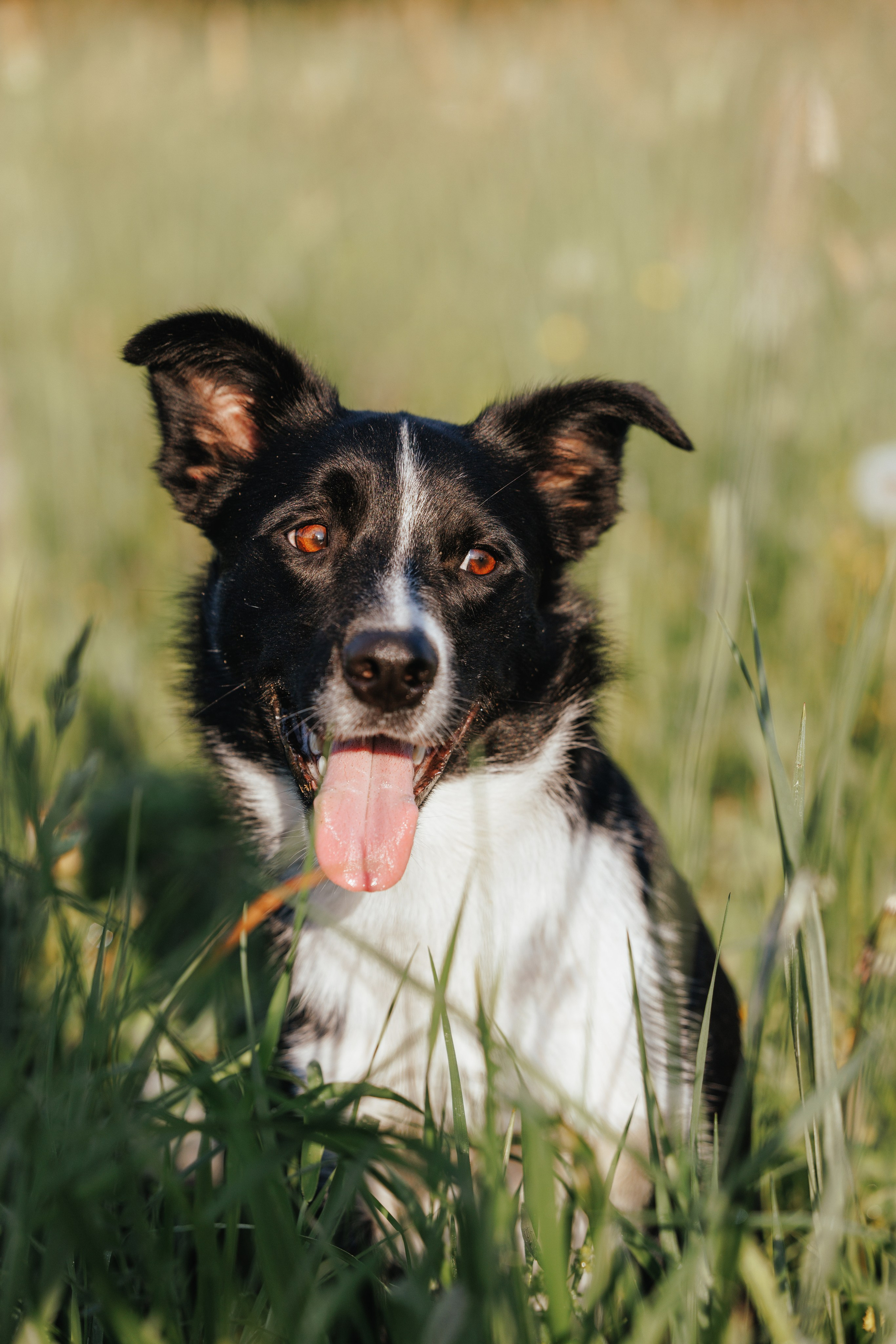 Токи, Янки, Лось, Мако и Рин. Фотограф анималист Осипчикова Мария