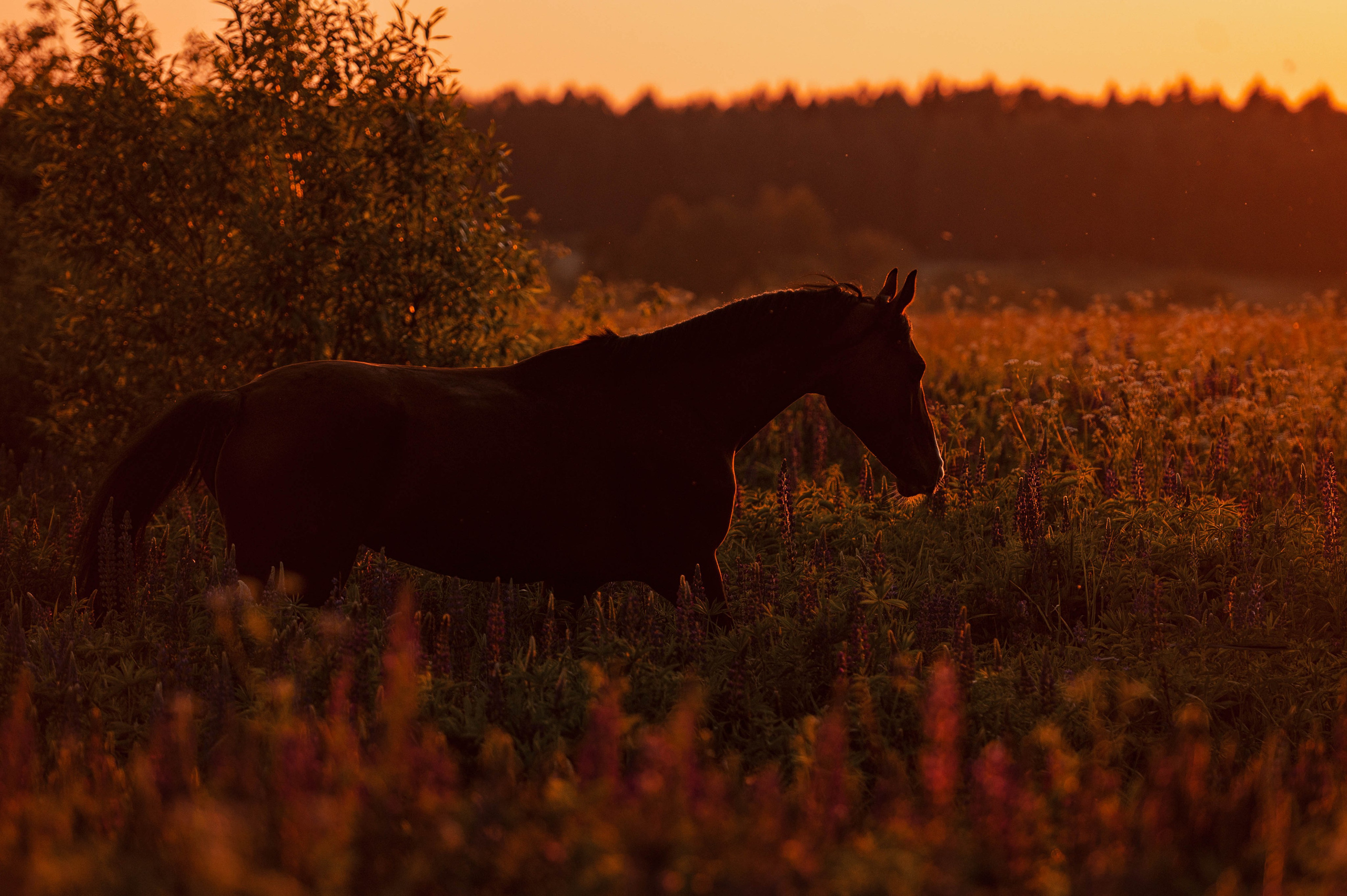 Ивори в закатных полях. Фотограф-анималист