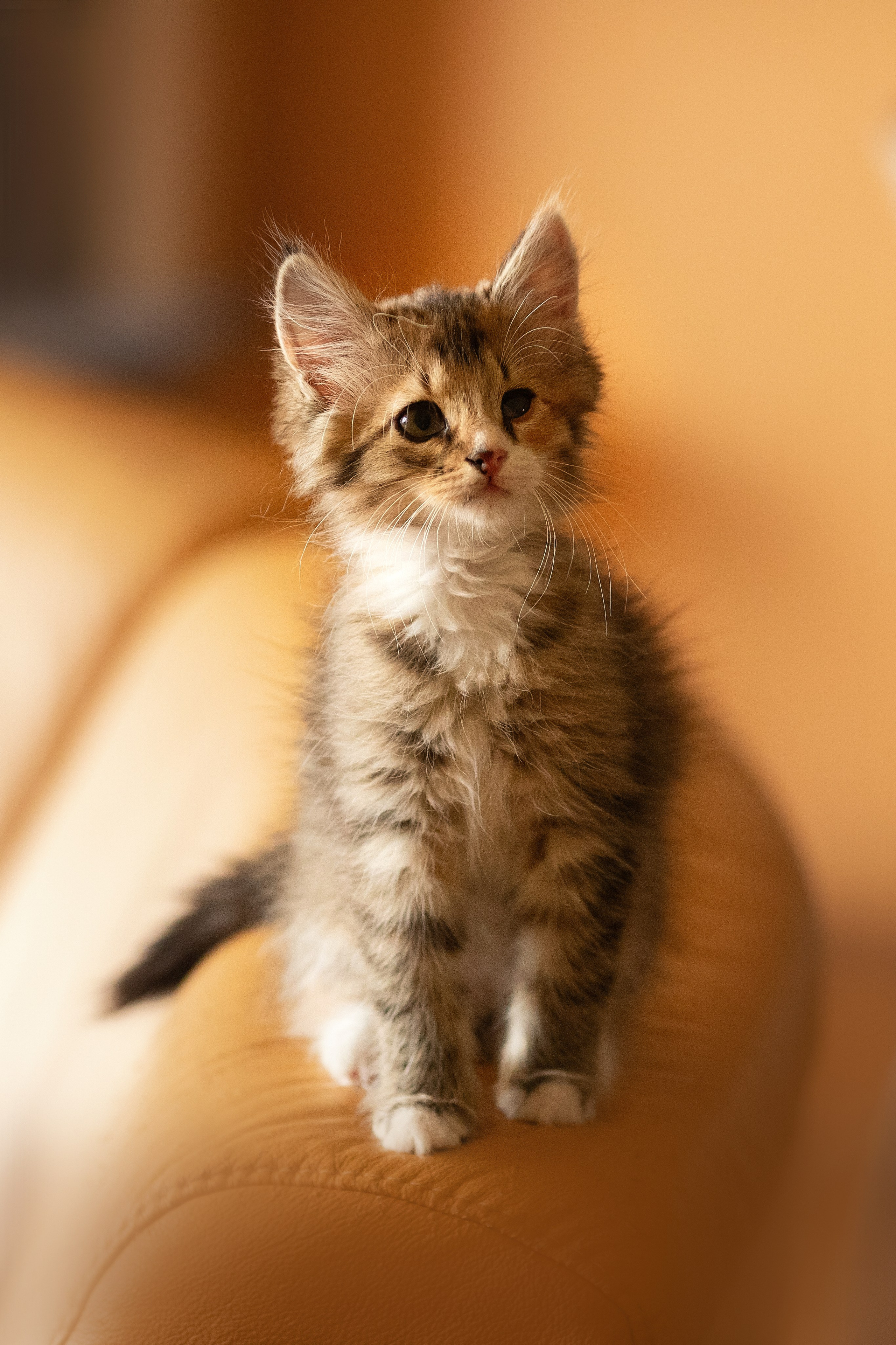 Котята в добрые руки. Арт фотограф в Минске Анастасия Корбут