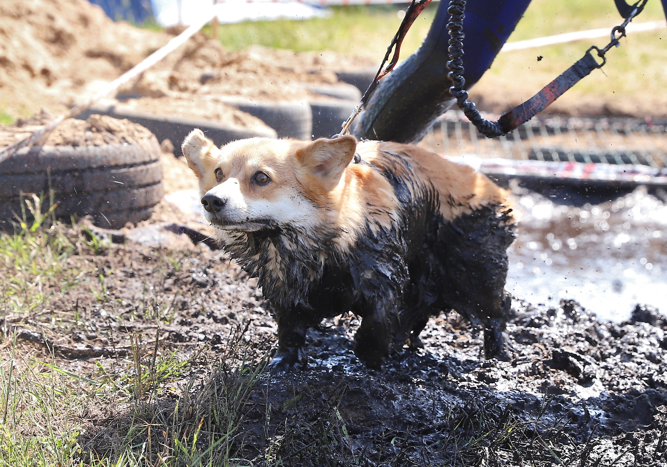 Хвостатый драйв. Семейный и детский фотограф в Москве и МО Елена Москвичева