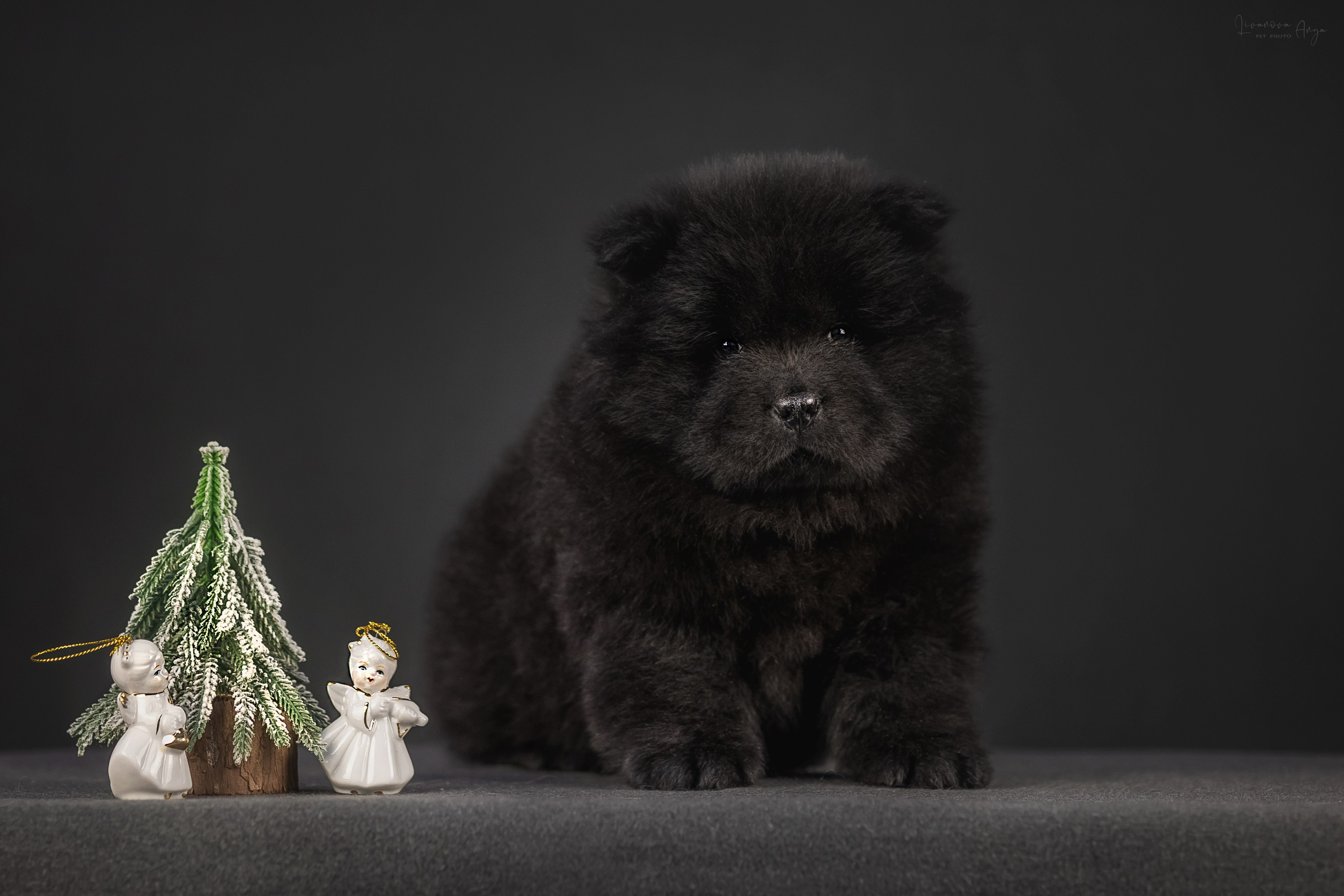 Чаушки. Фотограф анималист Аня Ливанова | Рыбинск