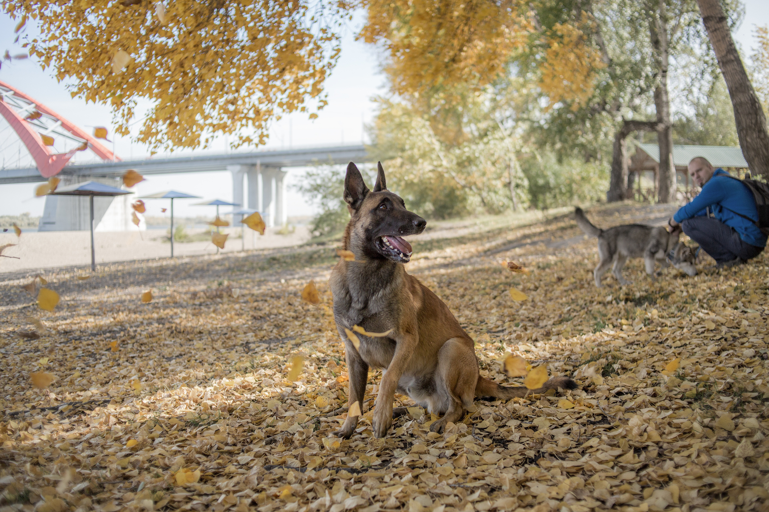 Фотосессия  собак. Фотограф в Новосибирске