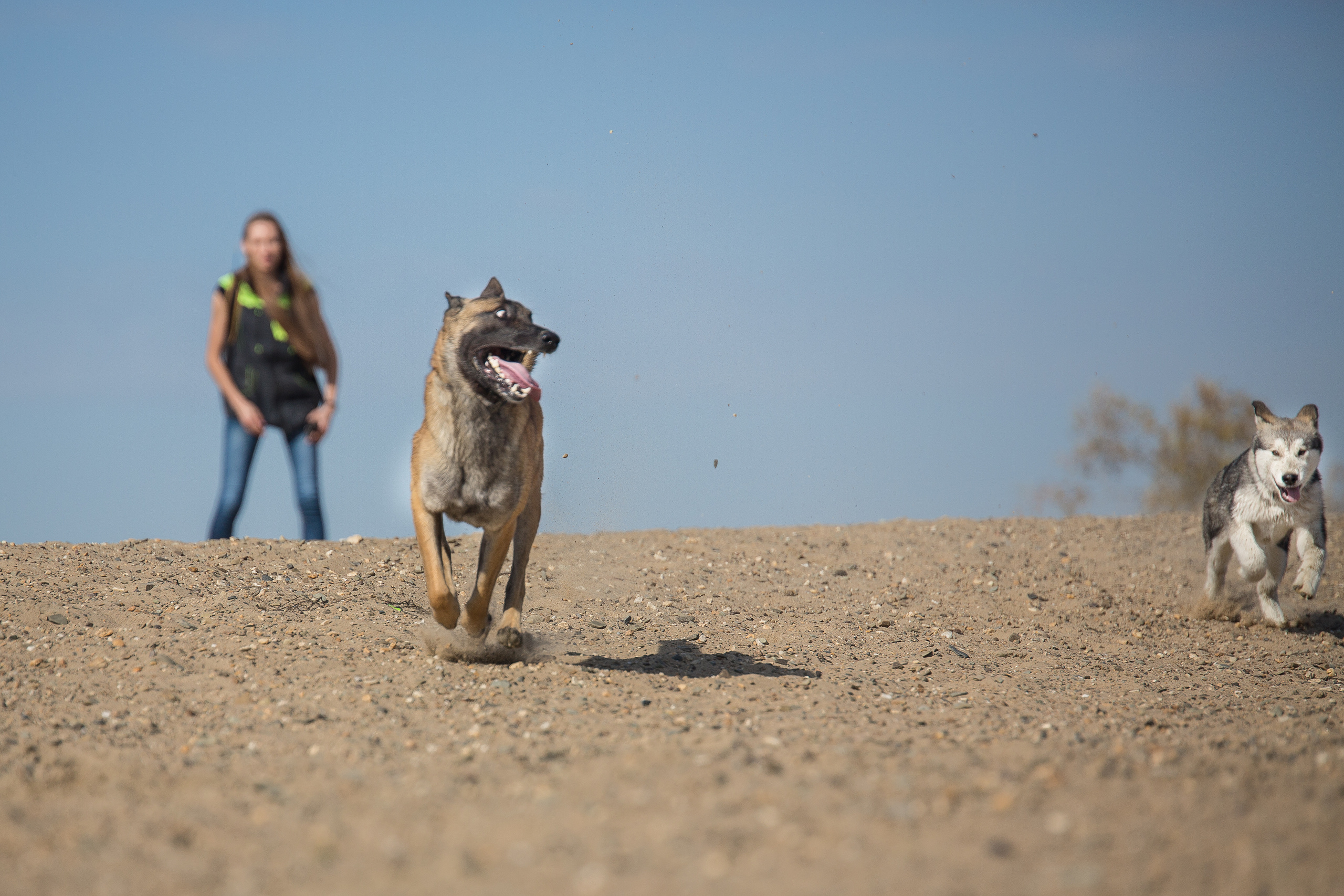 Фотосессия  собак. Фотограф в Новосибирске