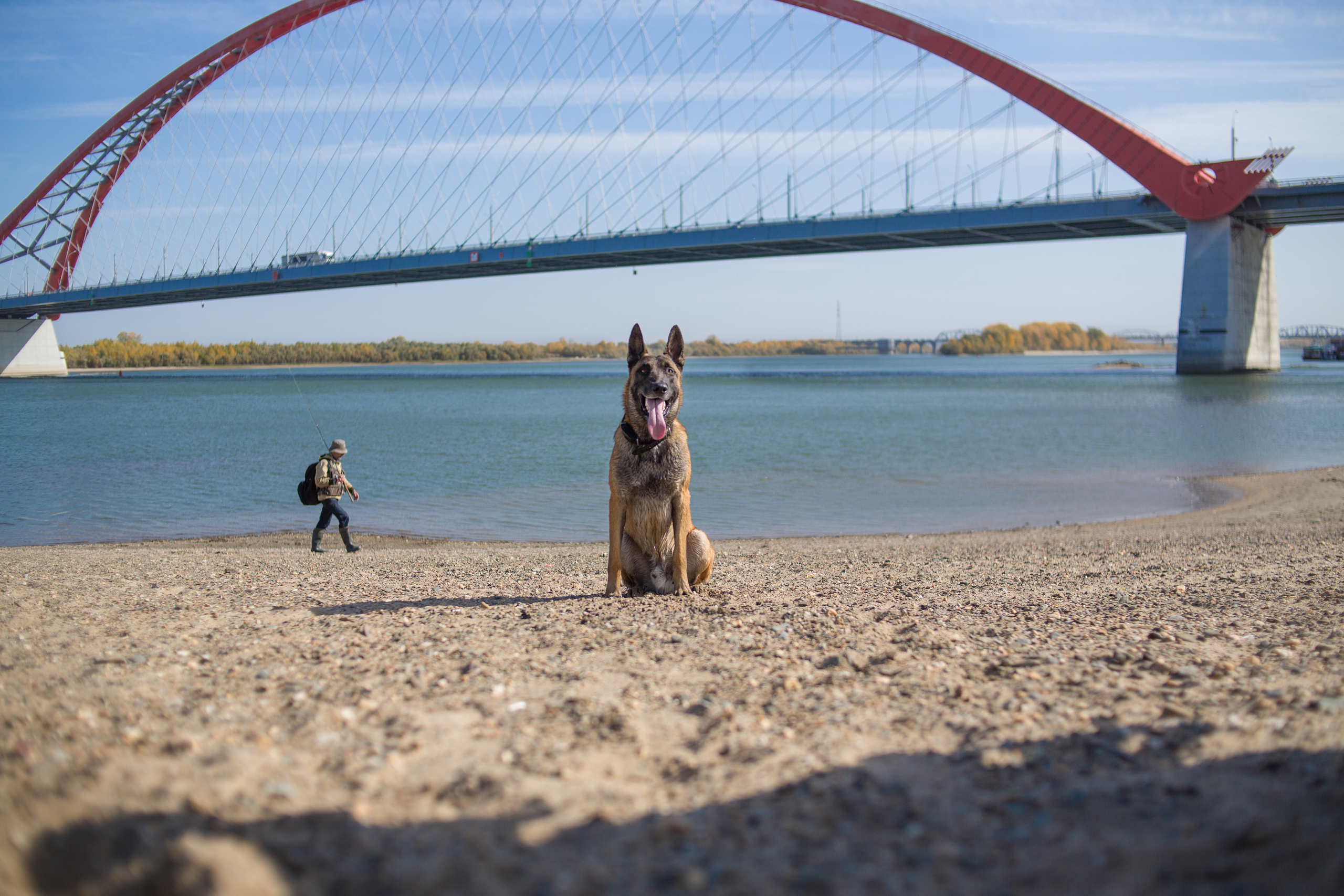 Фотосессия  собак. Фотограф в Новосибирске