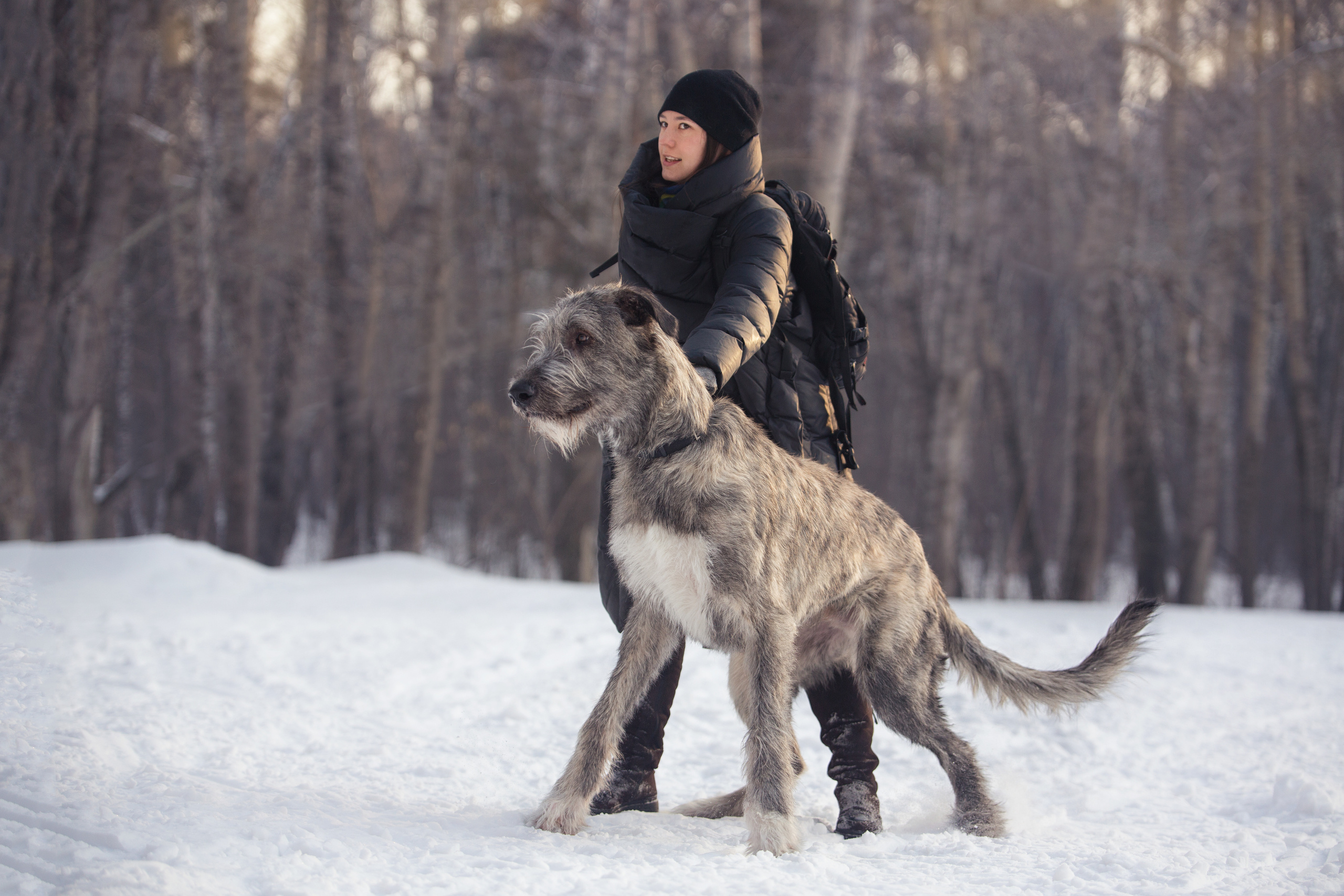 Фотографии собак  в Новосибирске. Фотограф в Новосибирске
