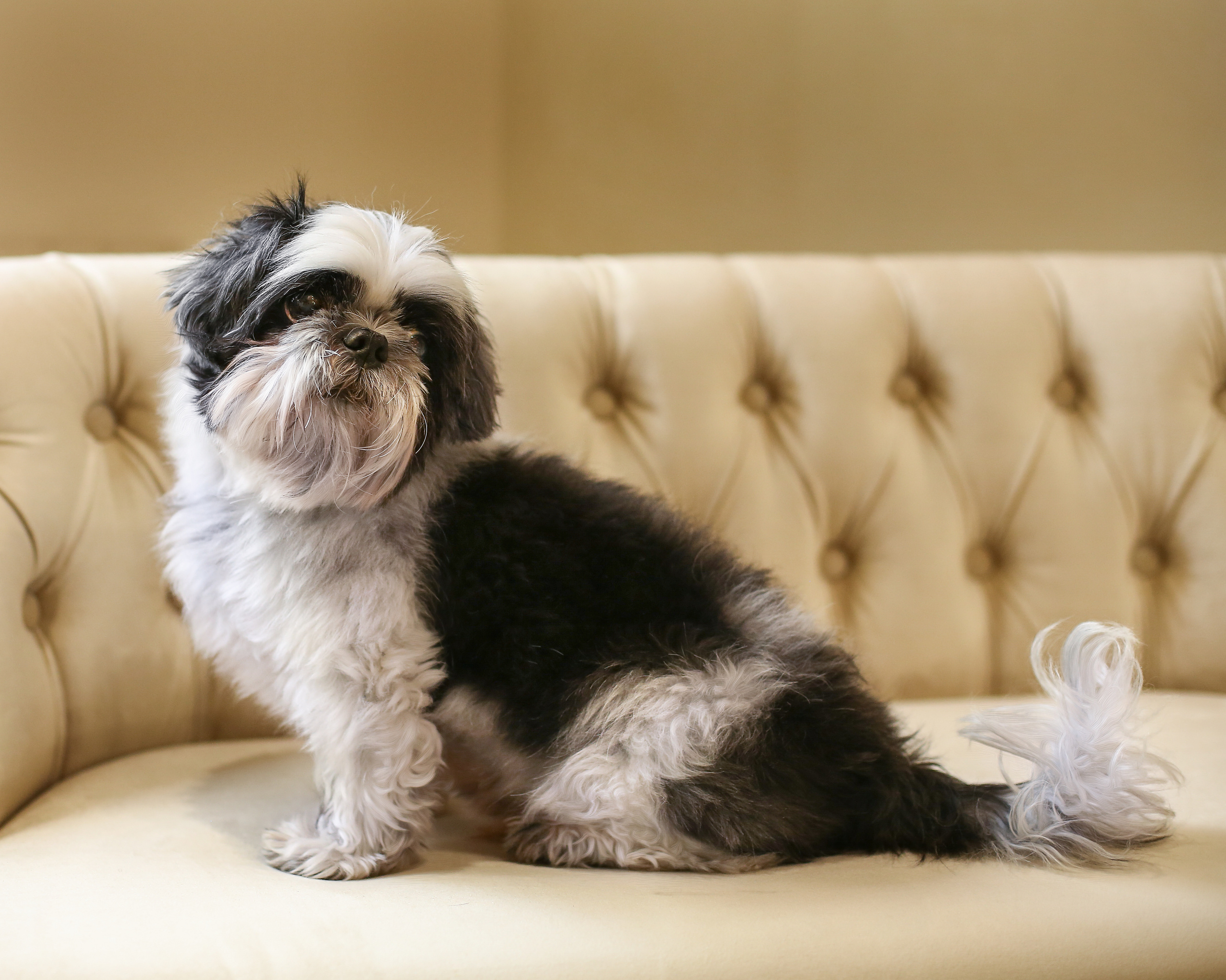 Фотографии собак  в Новосибирске. Фотограф в Новосибирске