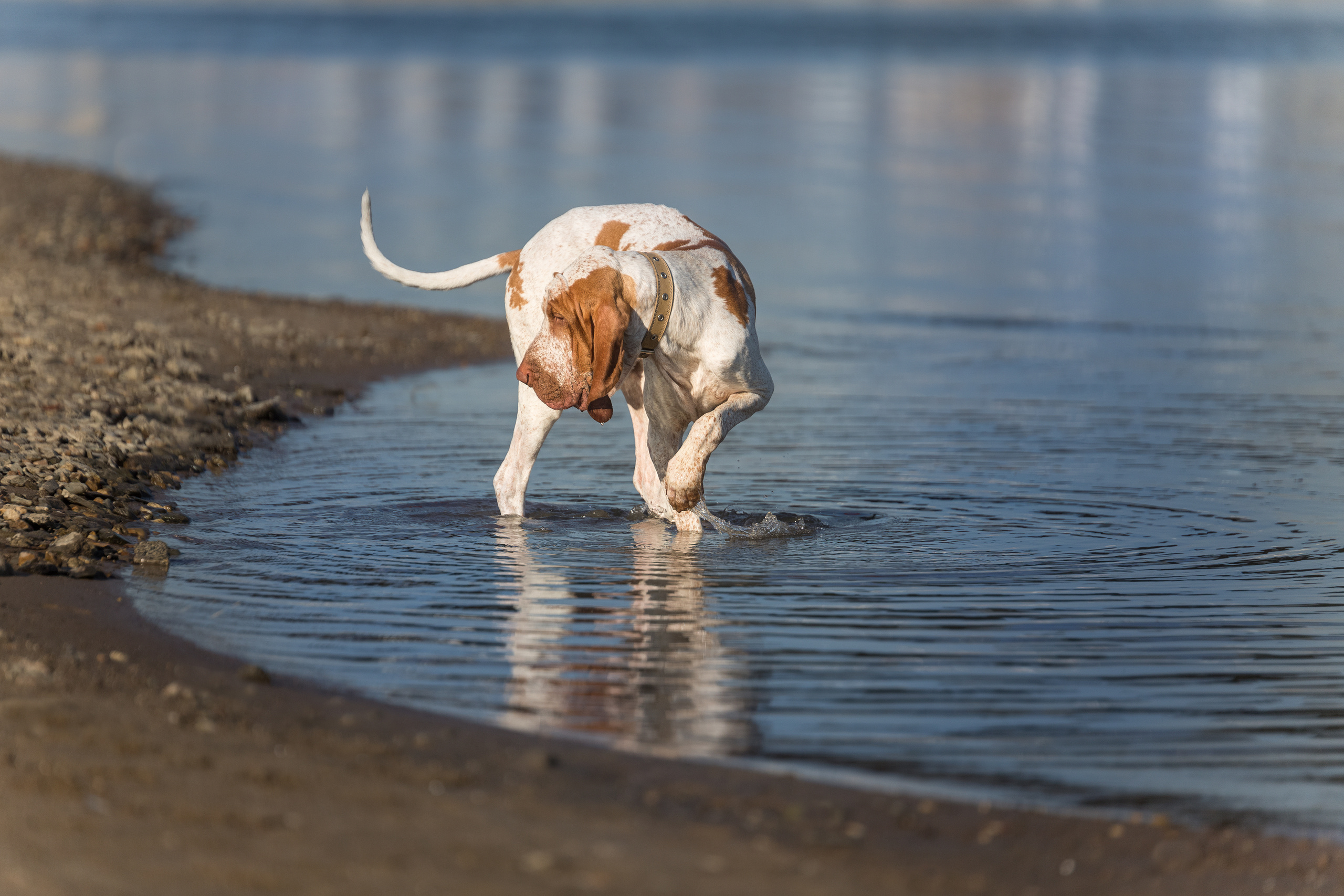 Фотографии собак  в Новосибирске. Фотограф в Новосибирске