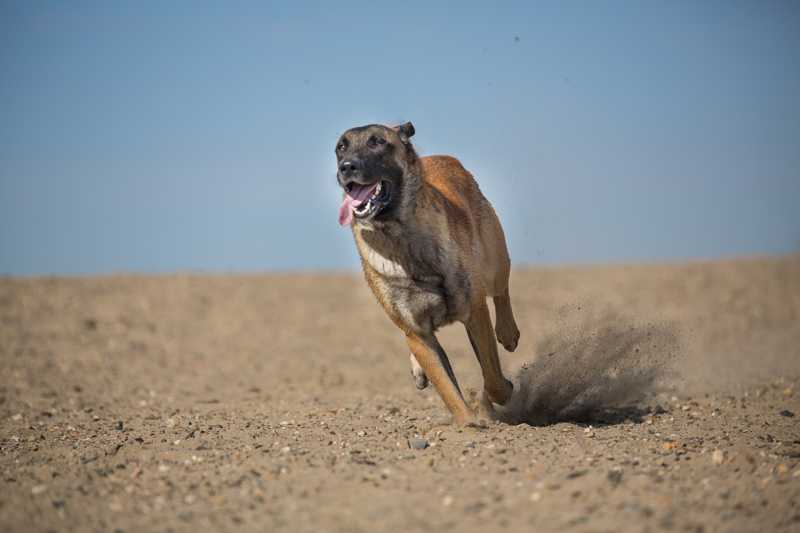 Фотосессия  собак. Фотограф в Новосибирске