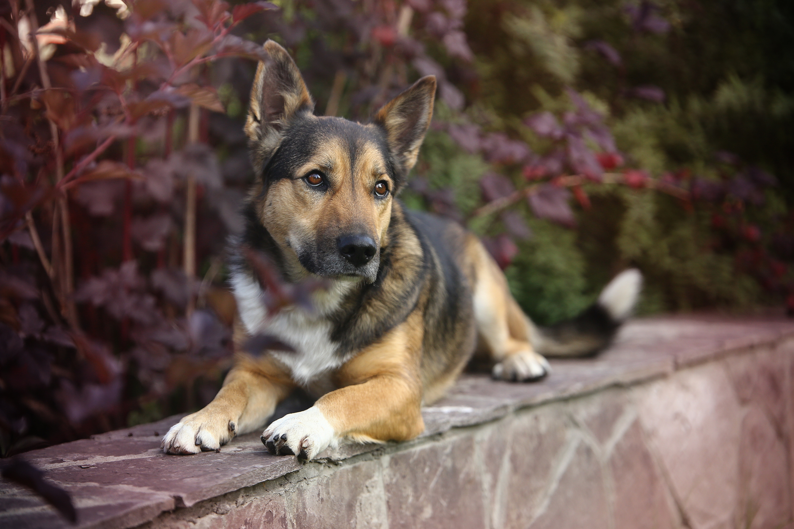 Фотографии собак  в Новосибирске. Фотограф в Новосибирске
