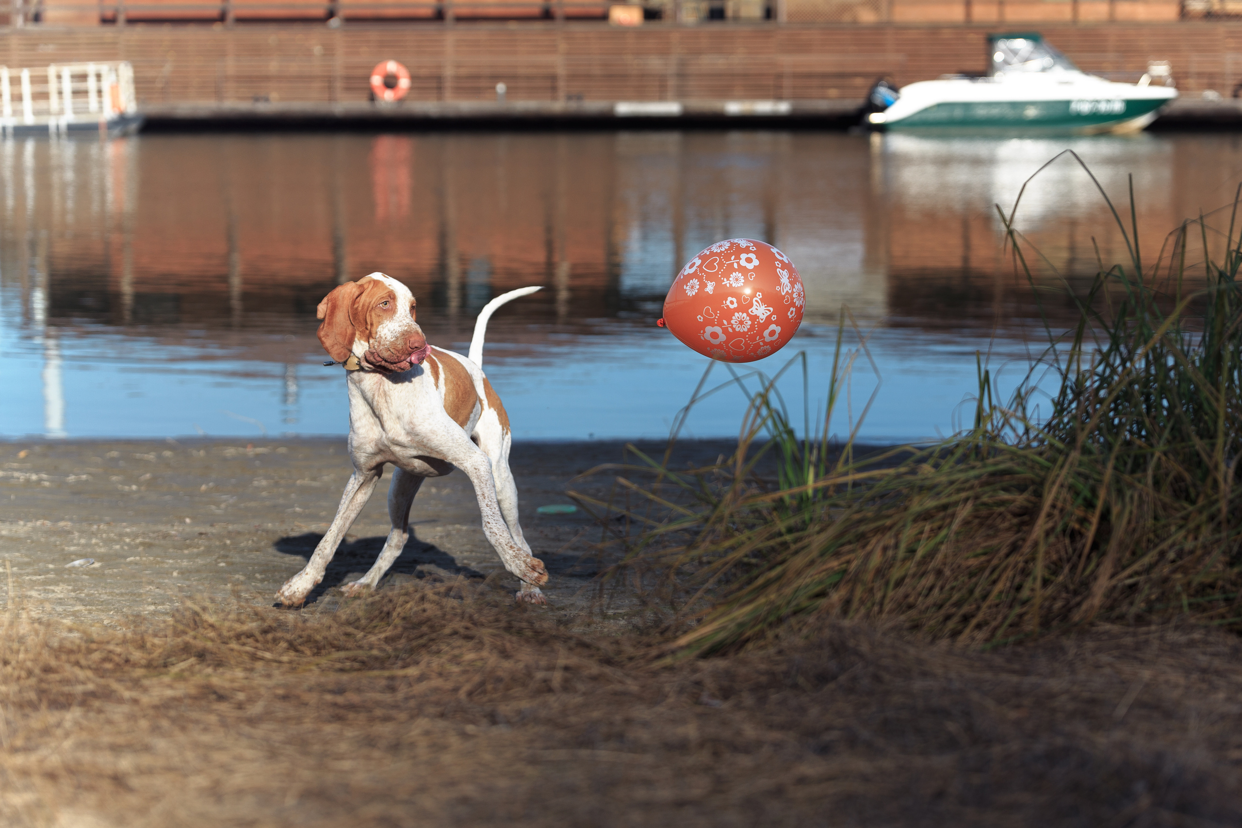 Фотографии собак  в Новосибирске. Фотограф в Новосибирске