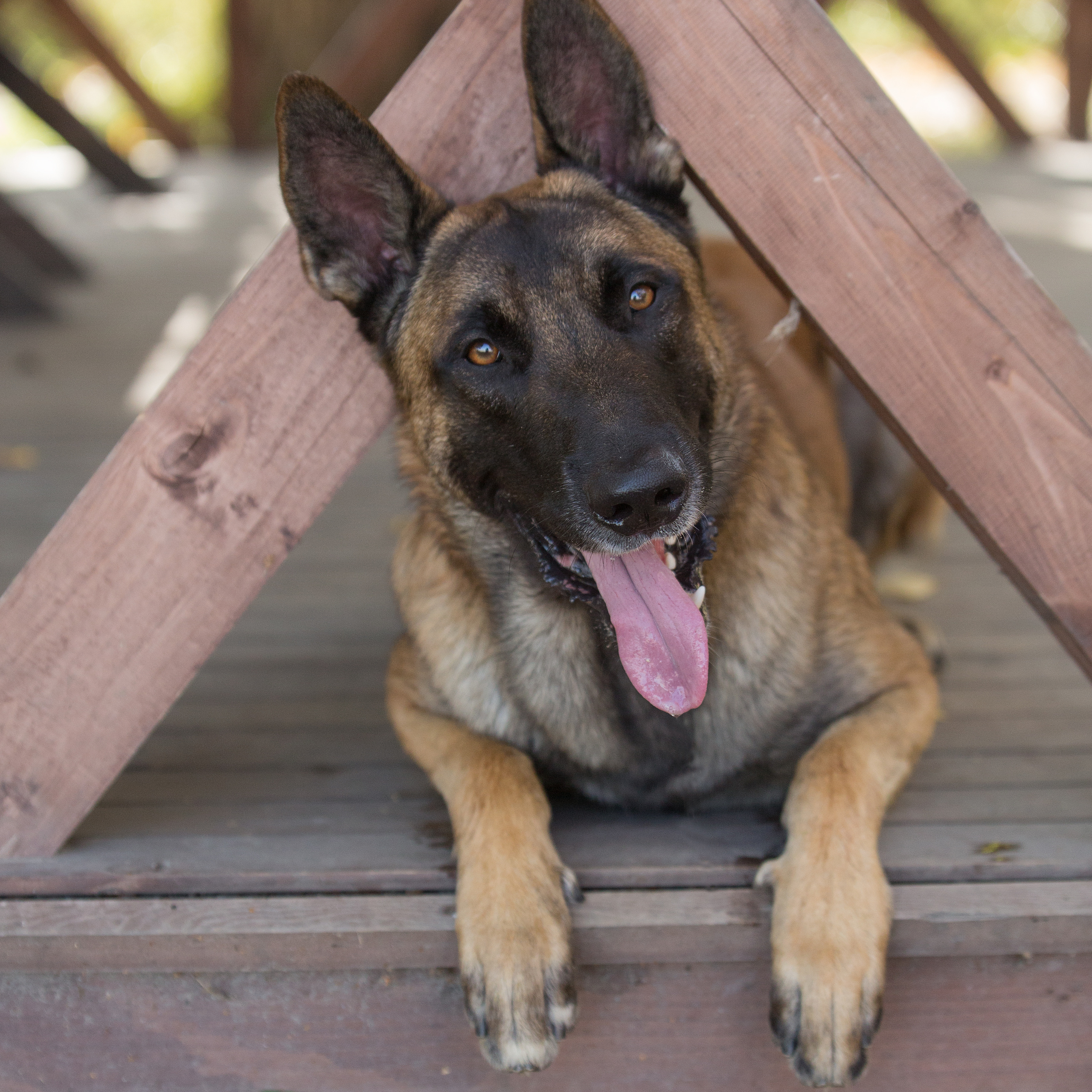 Фотосессия  собак. Фотограф в Новосибирске