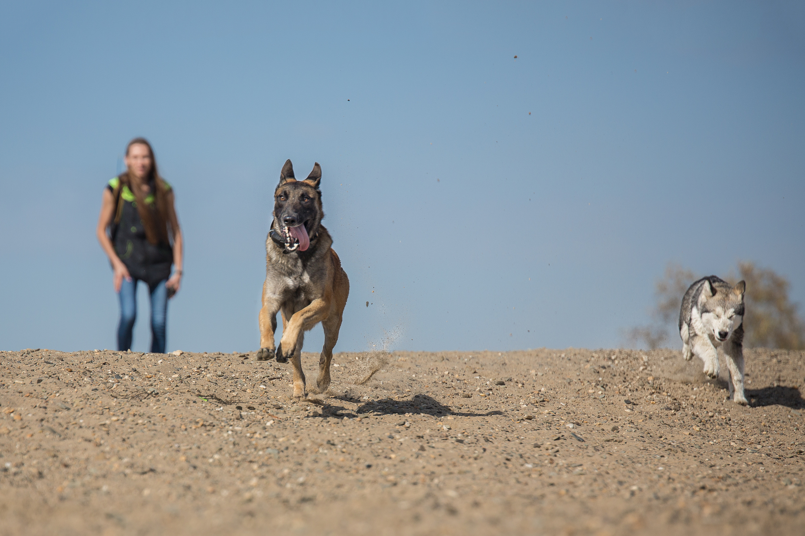 Фотосессия  собак. Фотограф в Новосибирске
