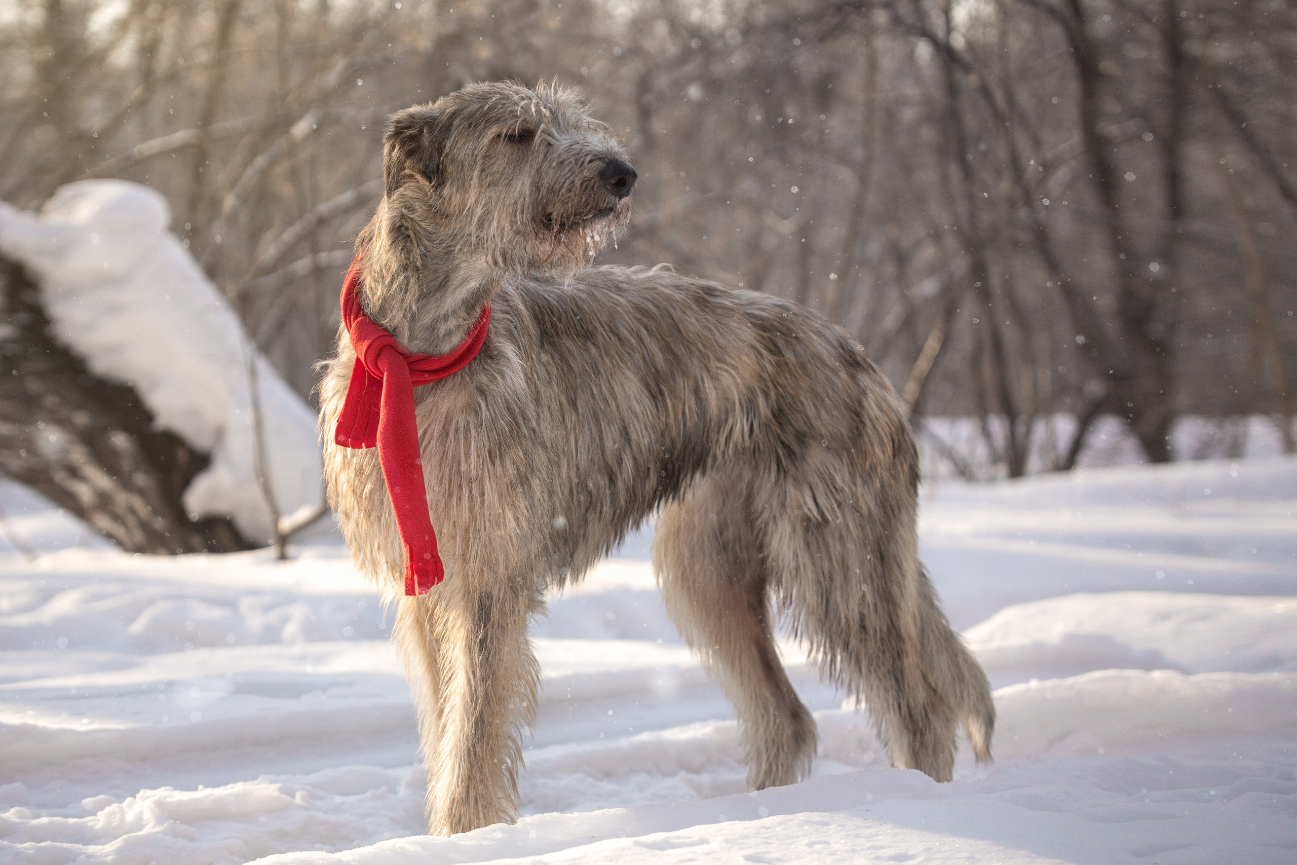 Фотографии собак  в Новосибирске. Фотограф в Новосибирске