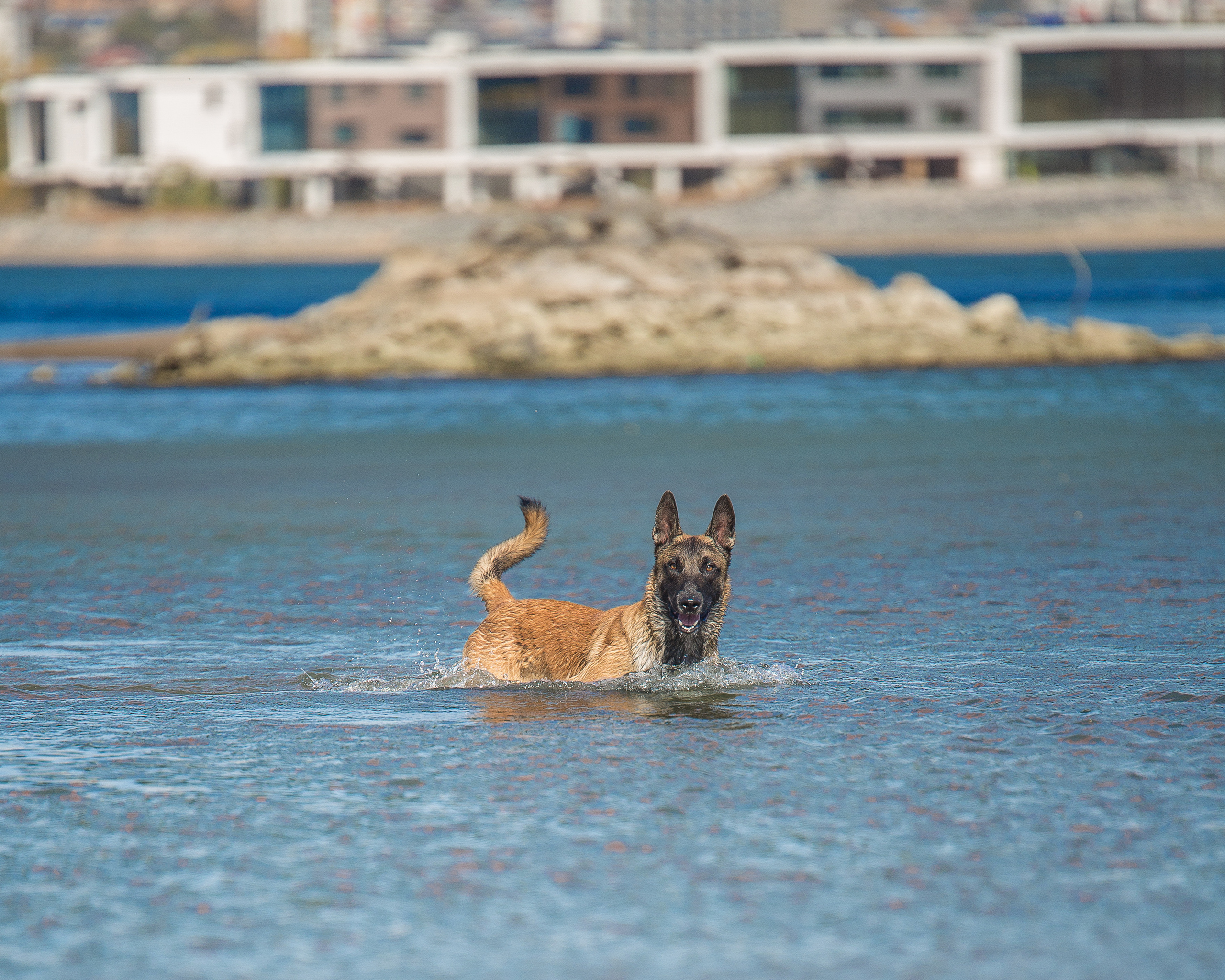 Фотосессия  собак. Фотограф в Новосибирске