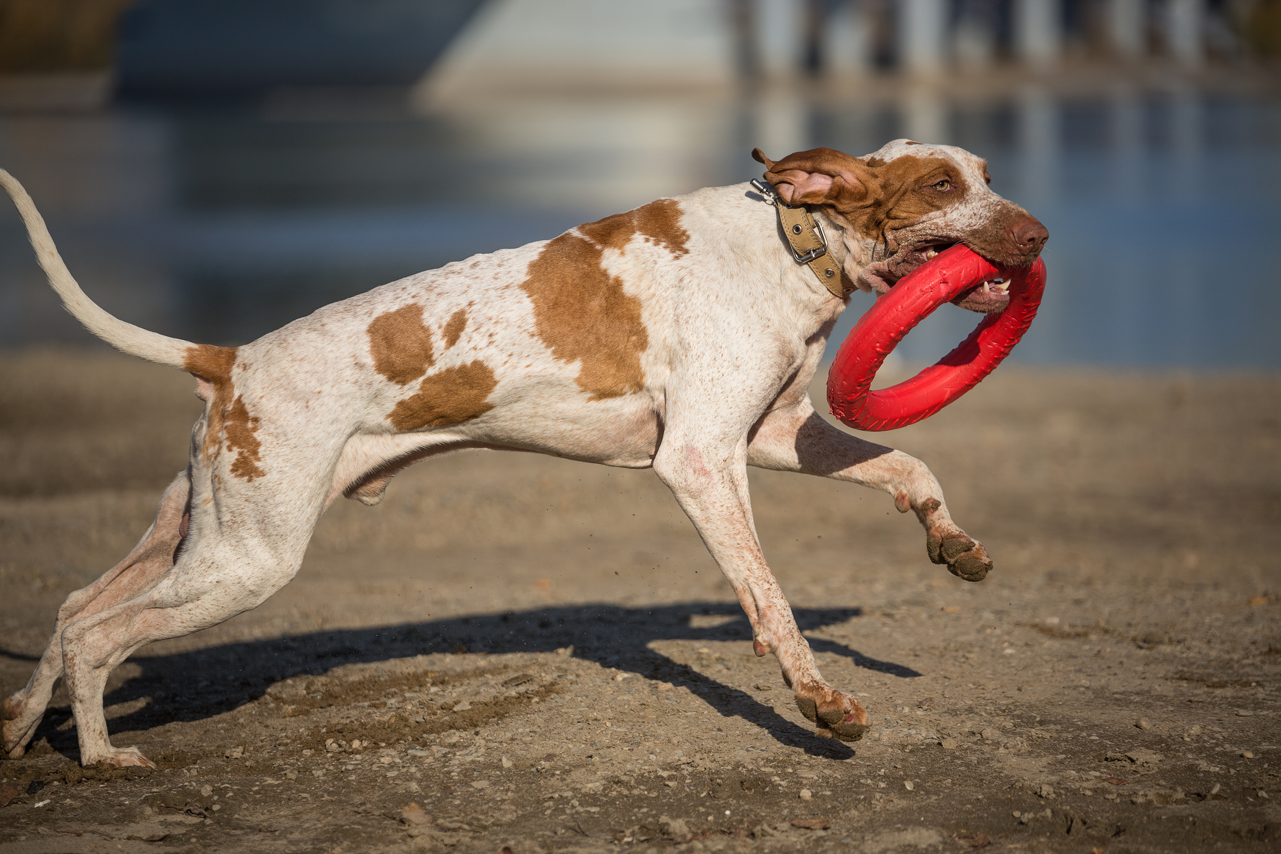 Фотографии собак  в Новосибирске. Фотограф в Новосибирске