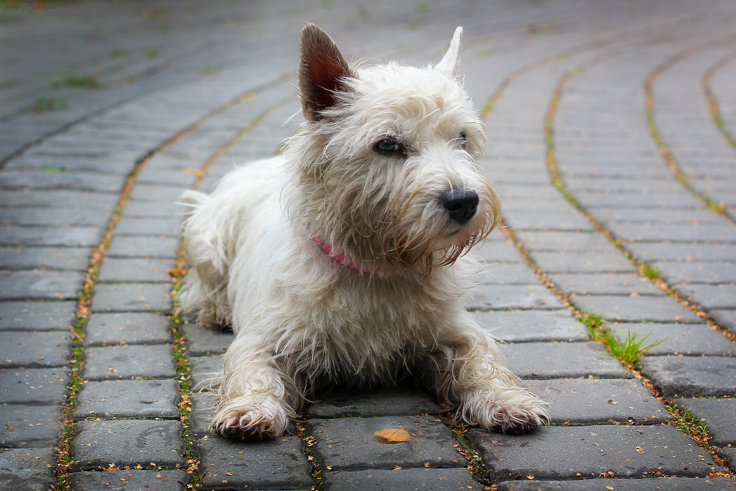 Фотографии собак  в Новосибирске. Фотограф в Новосибирске