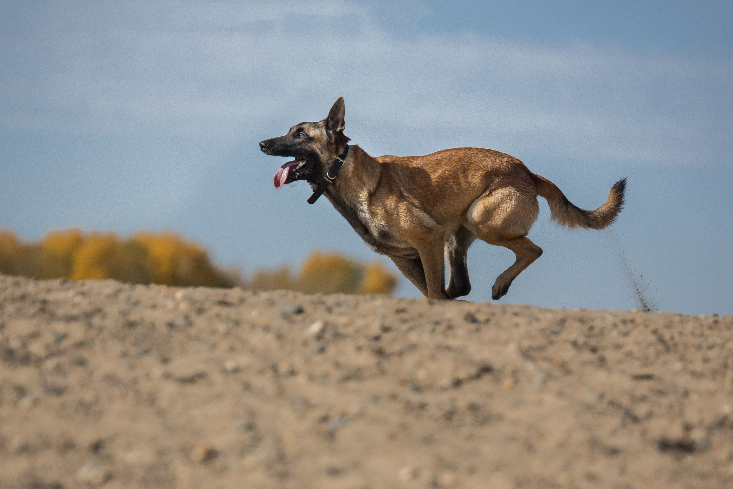 Фотосессия  собак. Фотограф в Новосибирске