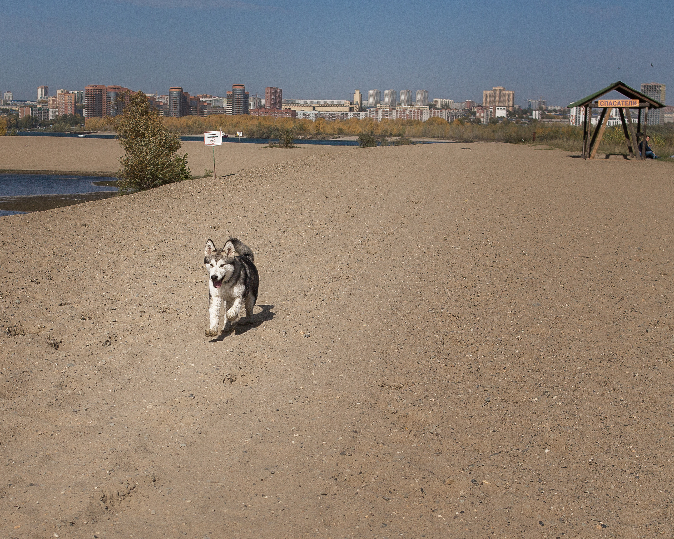 Фотосессия  собак. Фотограф в Новосибирске